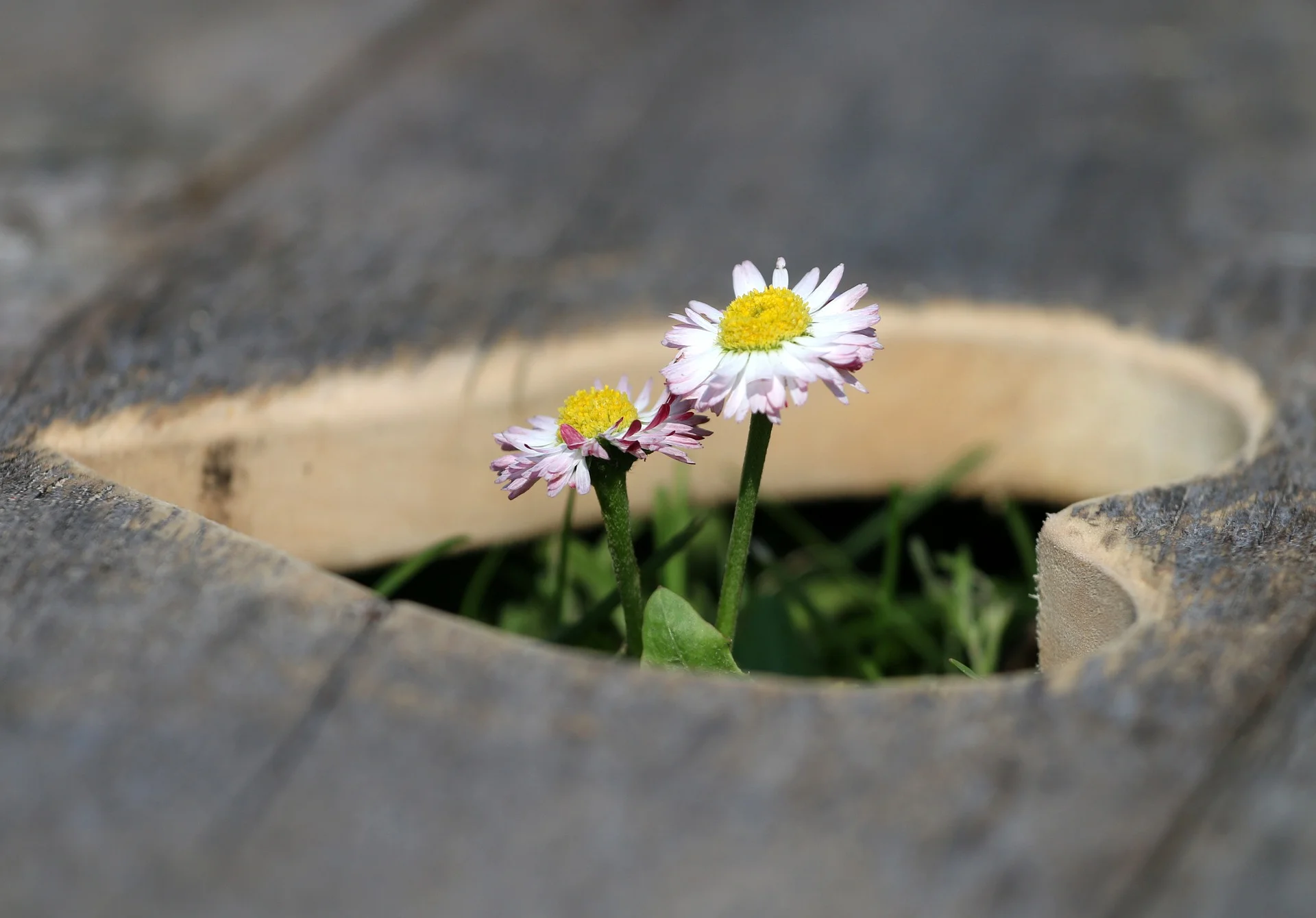 COunseling for Trauma and abuse
