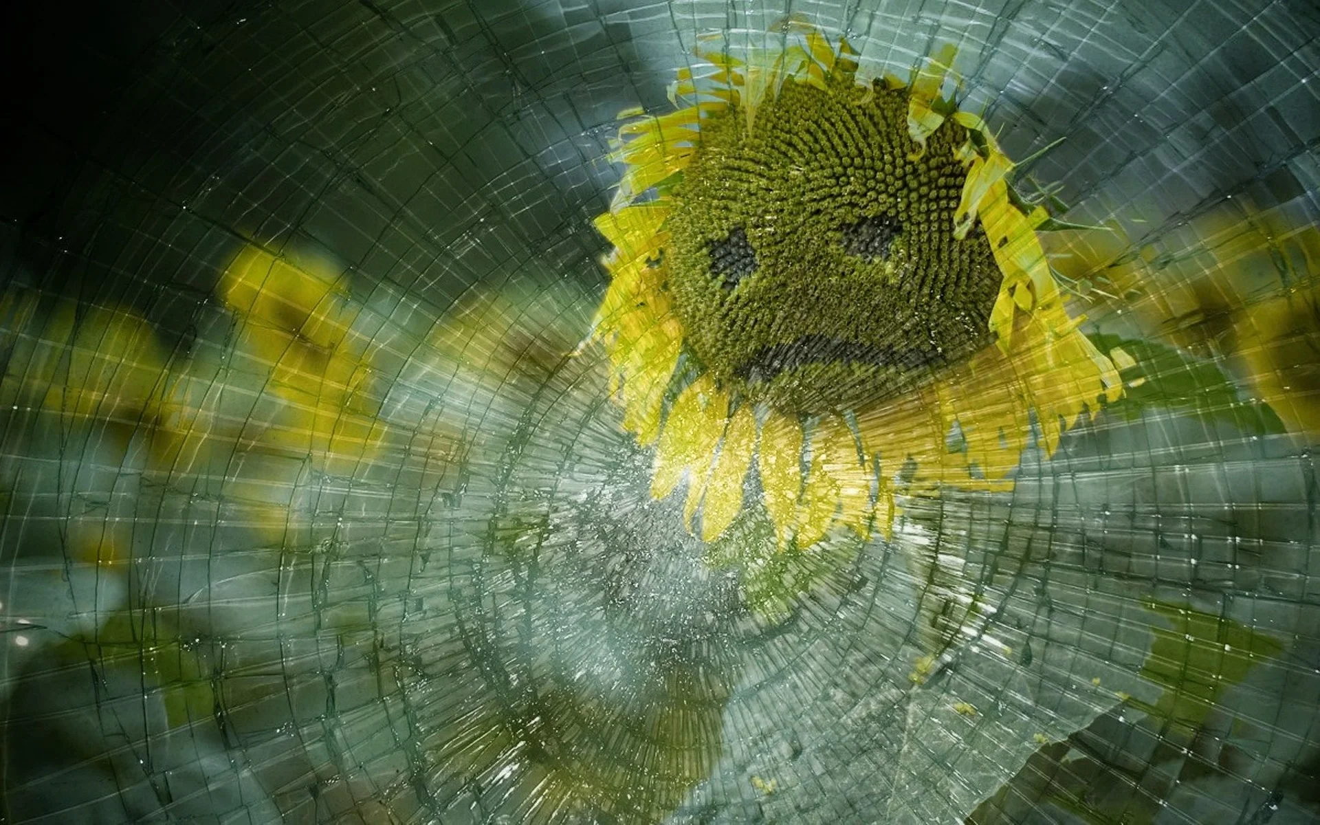sad sunflower.jpg