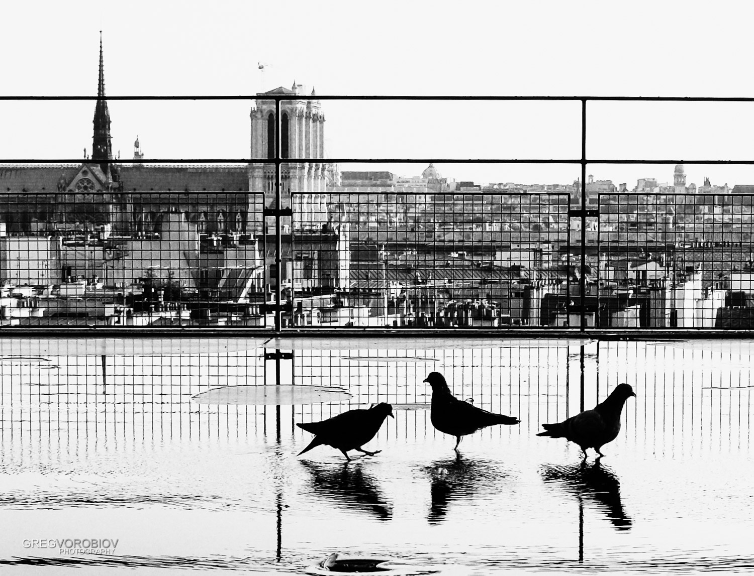 pigeons_pompidou_paris_by_greg_vorobiov-1.jpg