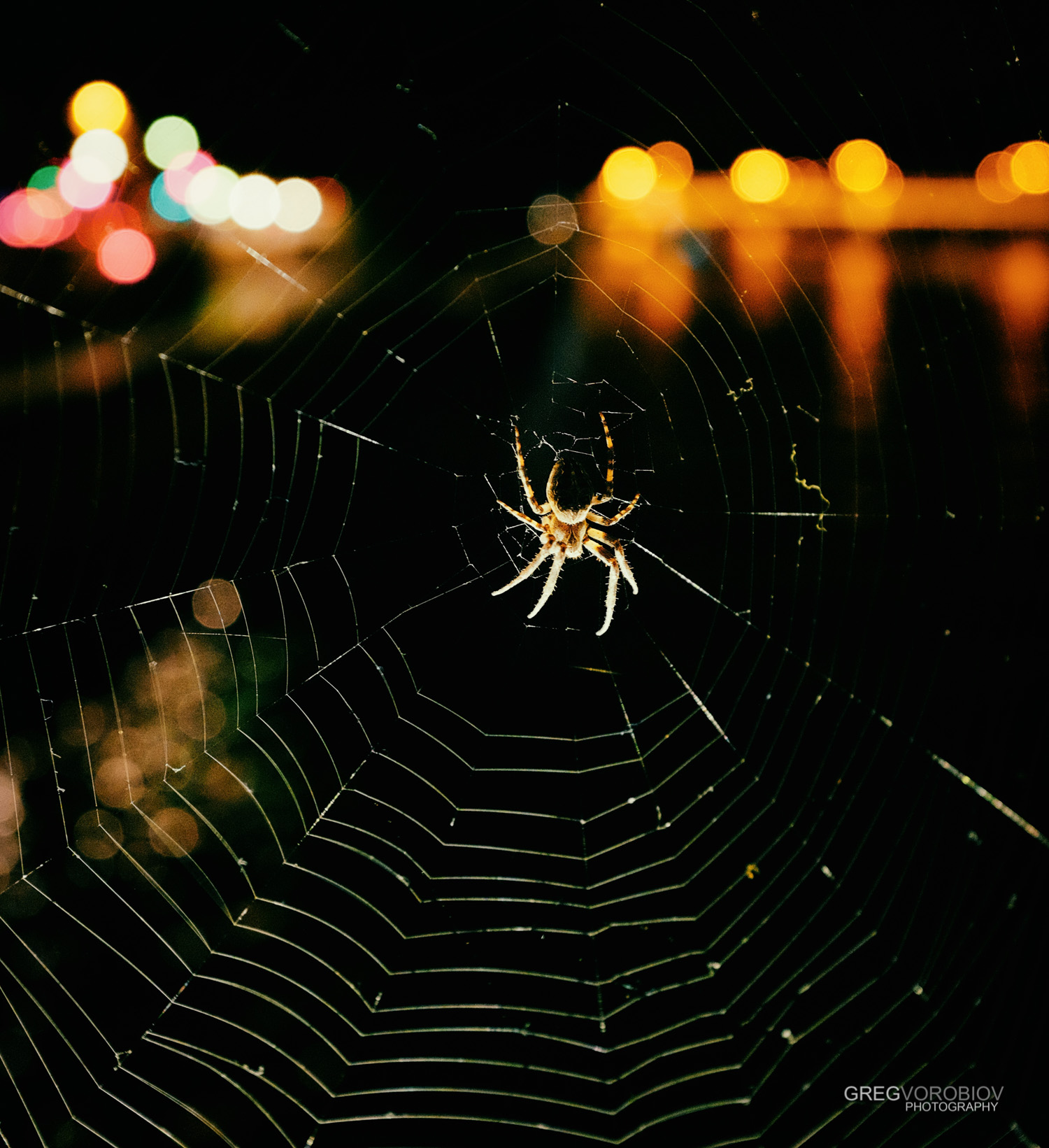 spider_notre_dame_paris_by_greg_vorobiov-1.jpg
