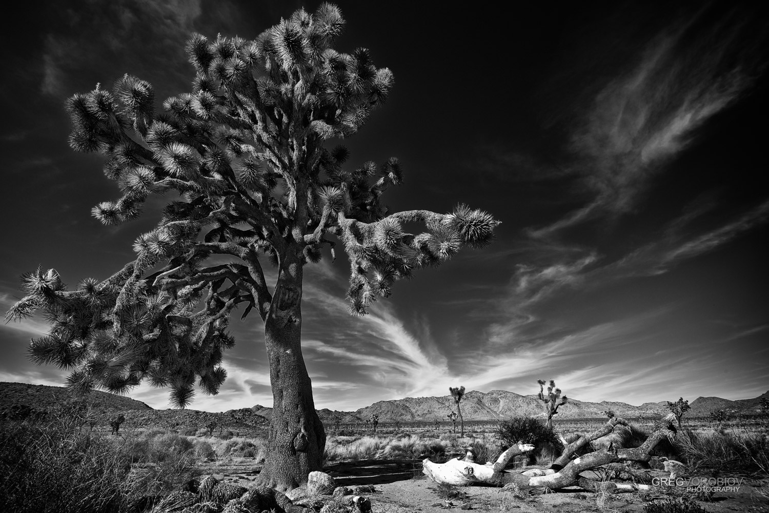 joshua_tree_by_greg_vorobiov-1-2.jpg