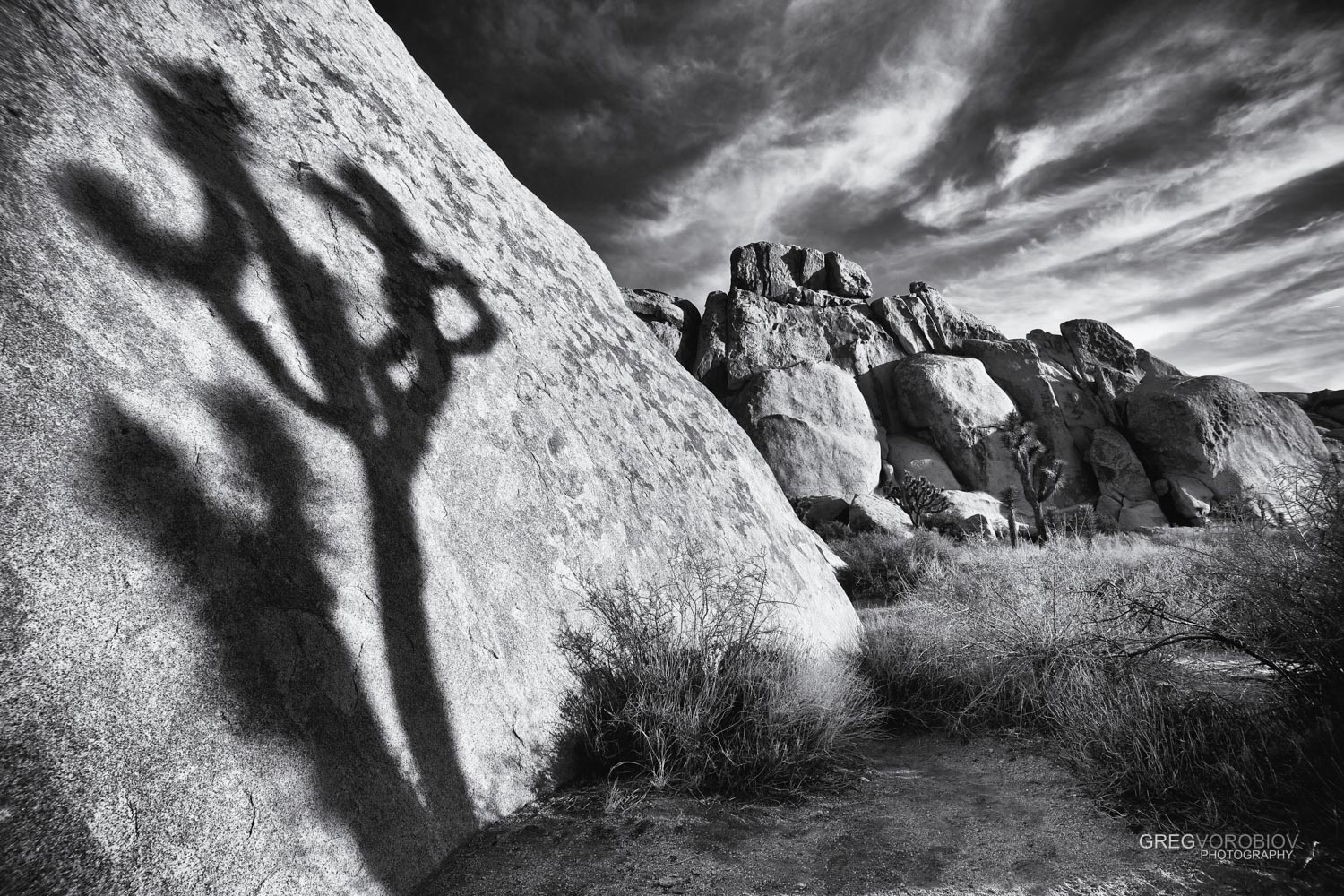 joshua_tree_by_greg_vorobiov-2-2.jpg