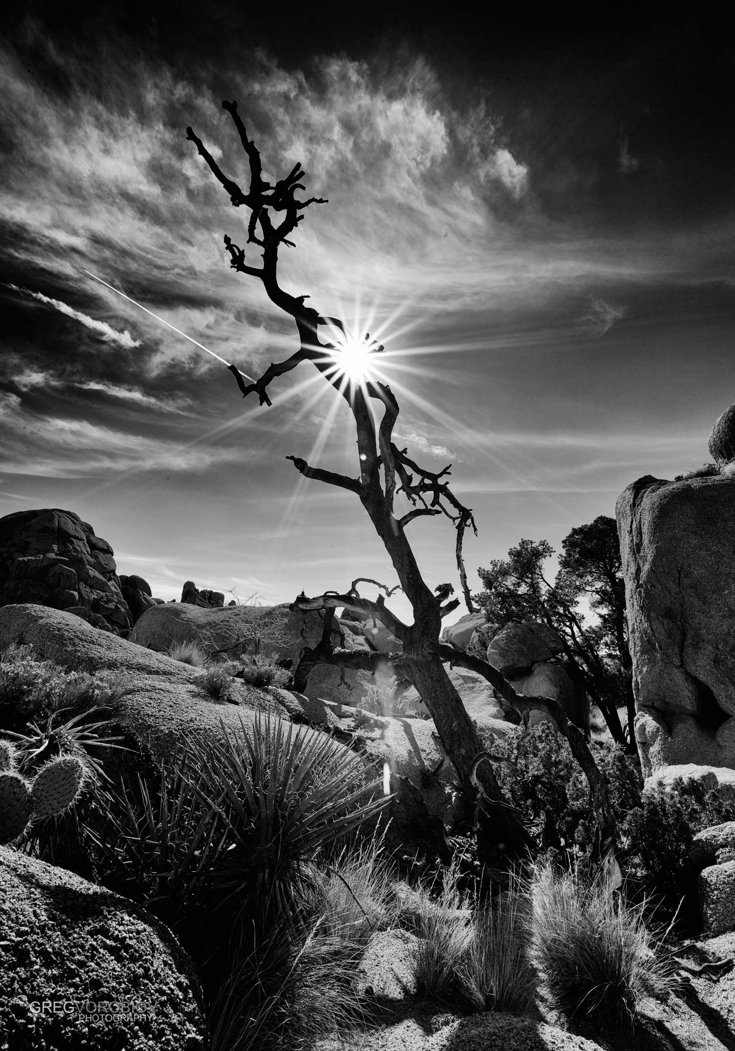 joshua_tree_by_greg_vorobiov-2.jpg