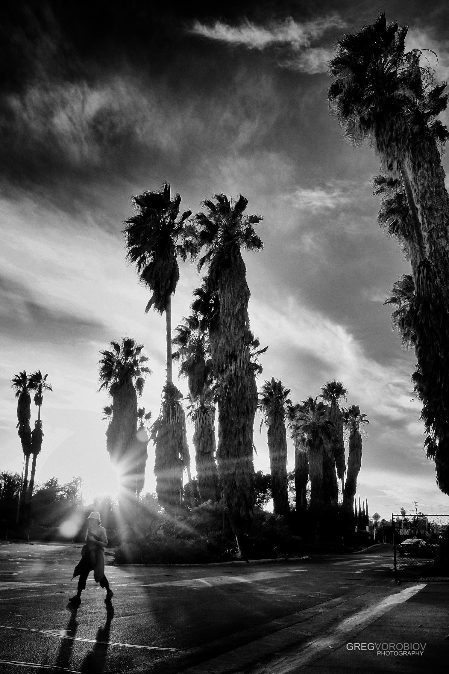 palm_trees_encino_by_greg_vorobiov-1.jpg