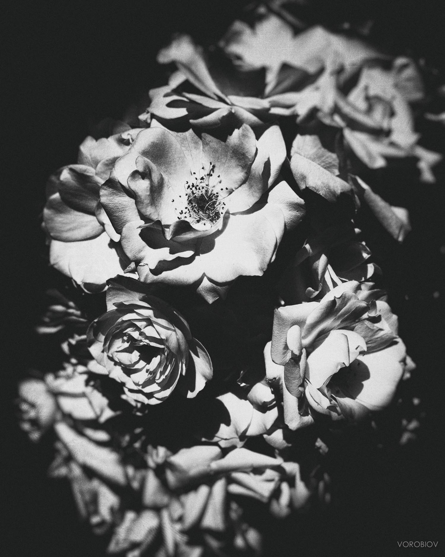 roses by greg vorobiov-.jpg