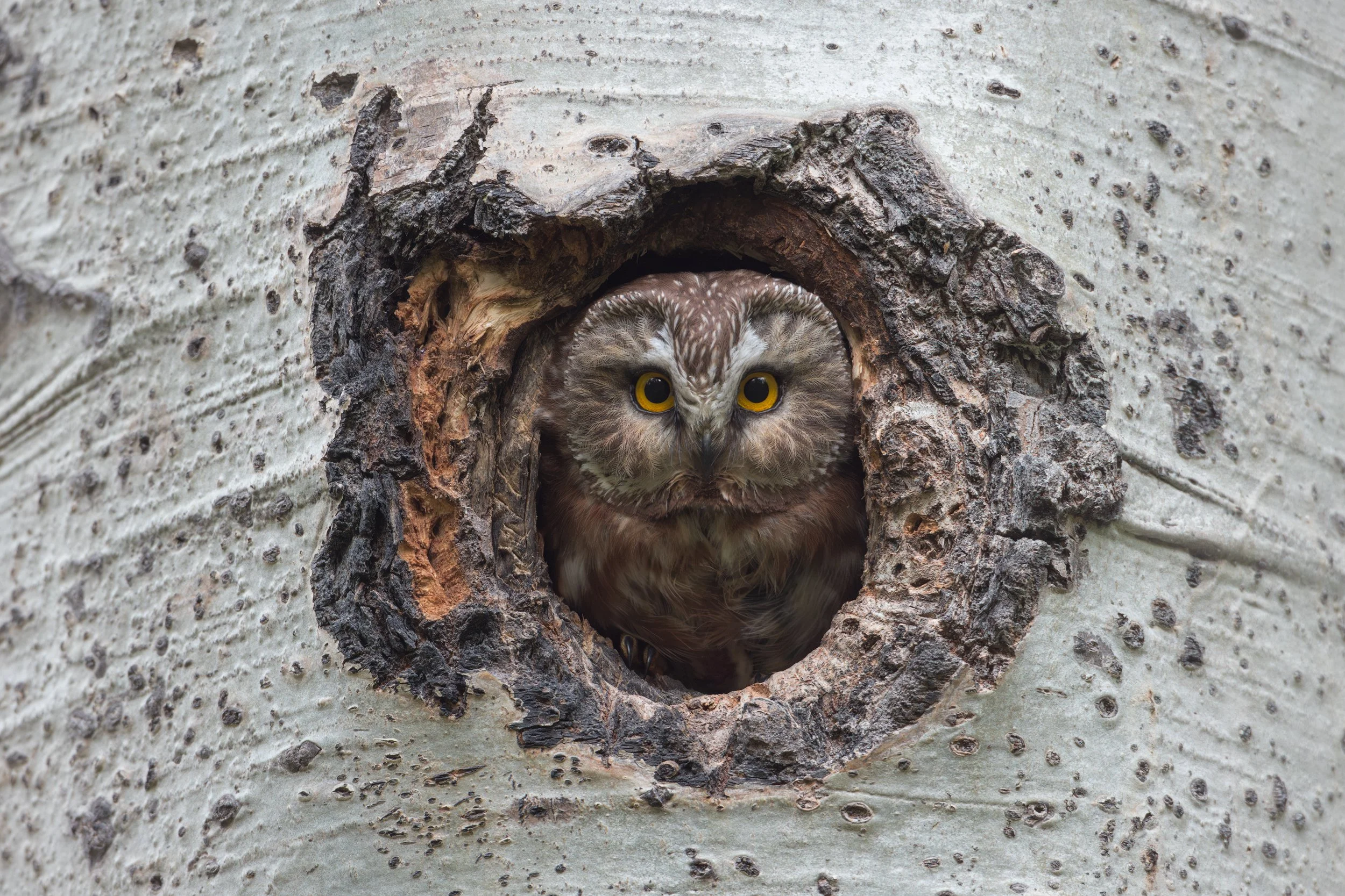 Northern Saw-whet Owl (Aegolius acadicus) peeking out of a nest cavity in a Trembling Aspen (Populus tremuloides) in British Columbia, Canada.