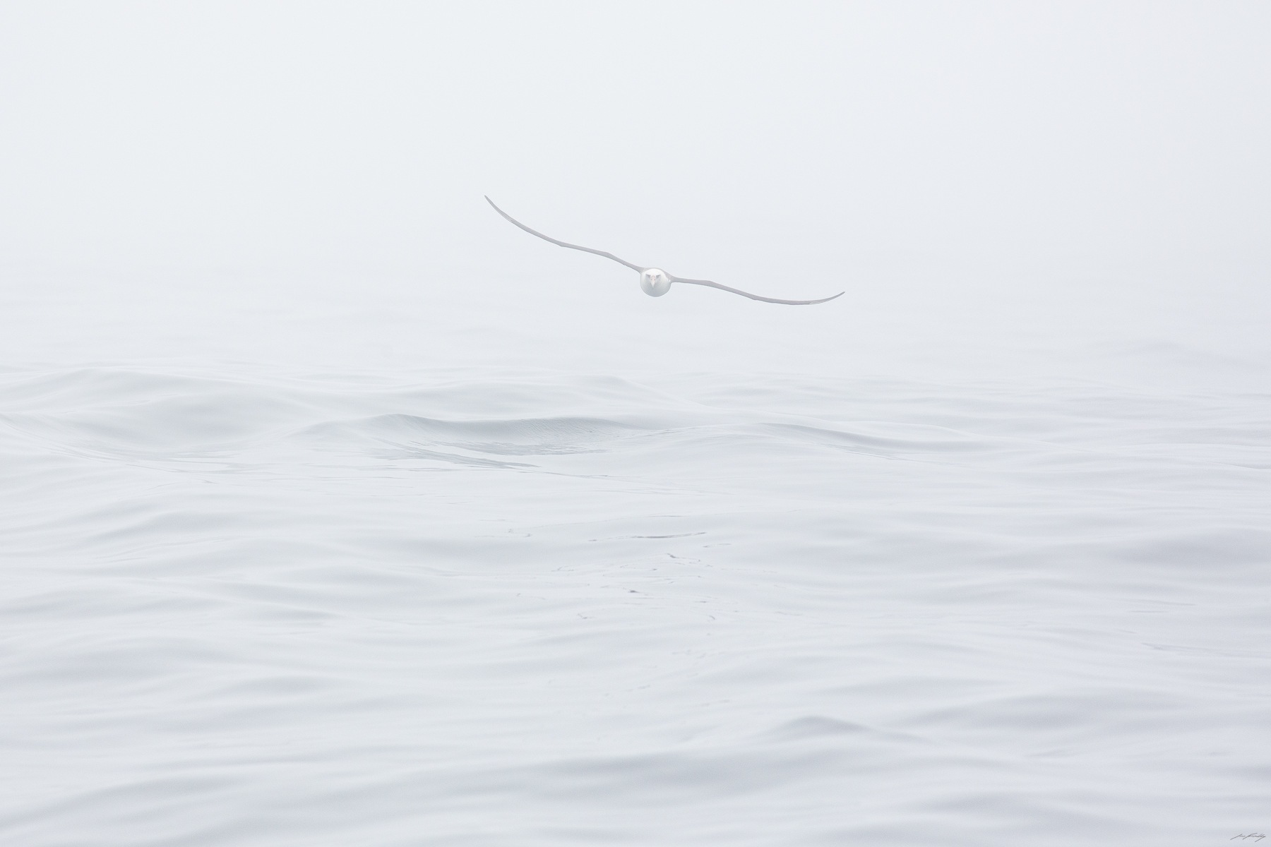 Pacific Ghost