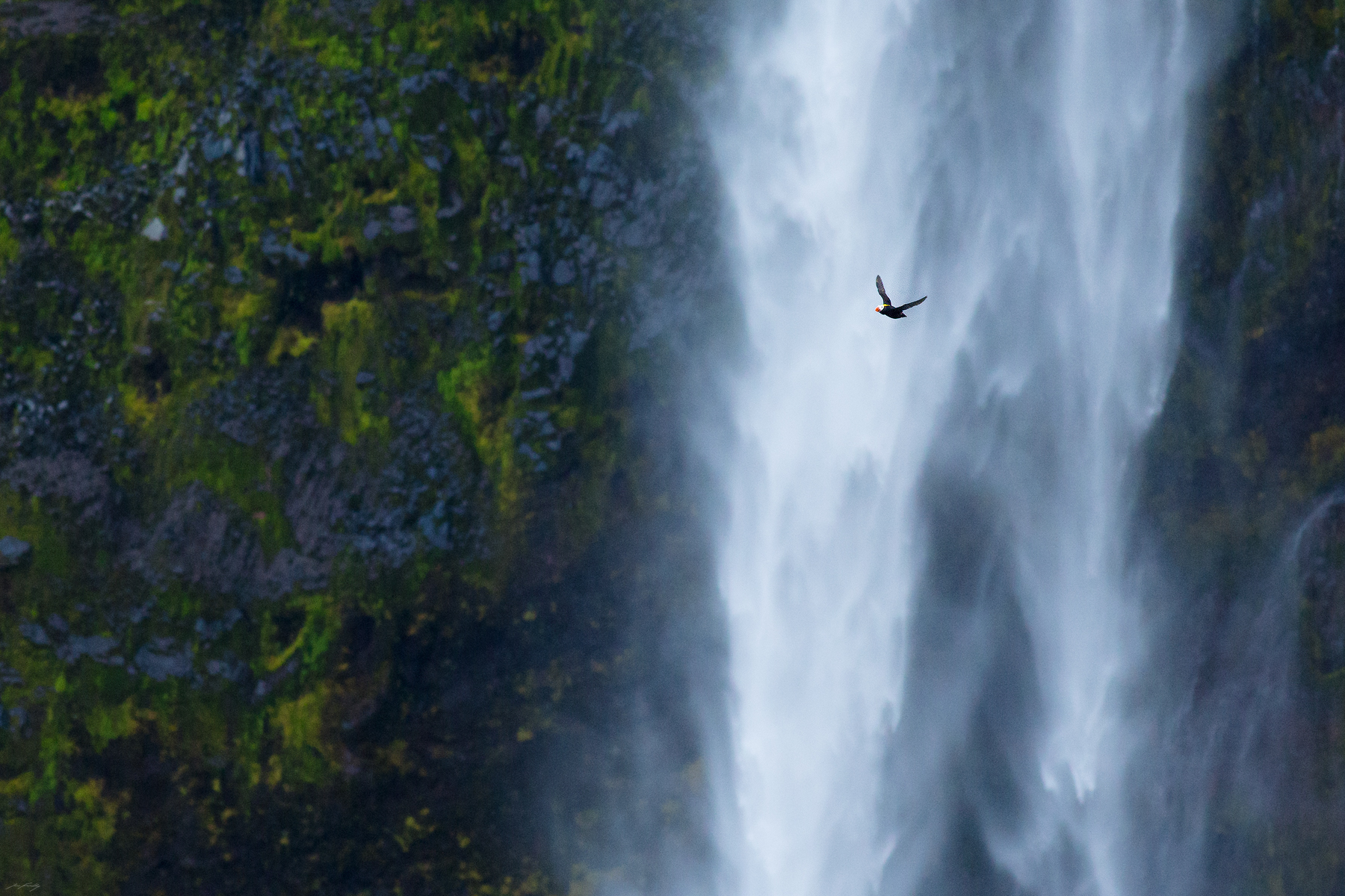 A Tufted Puffin in flight. Beyond, a large waterfall plunges down the steep coastal cliffs of Amlia Island.