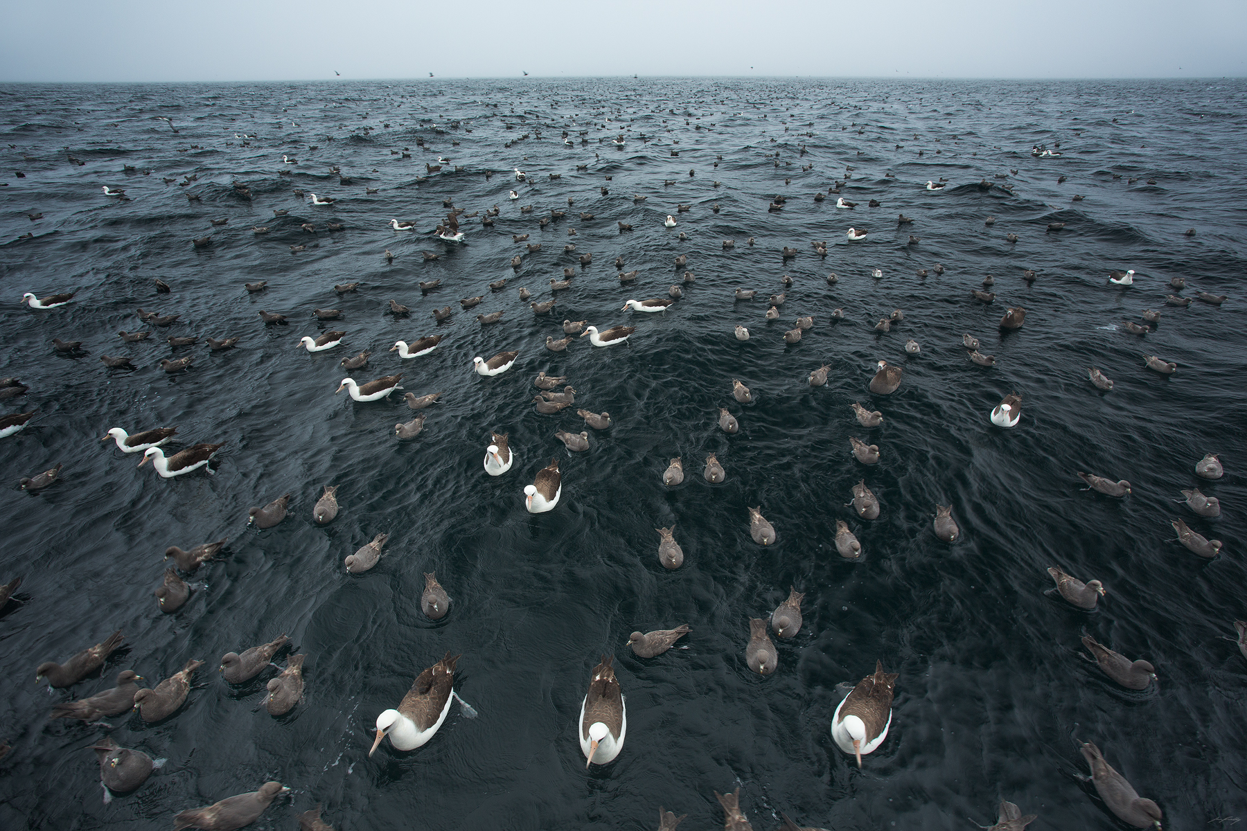 Aleutian Assemblage