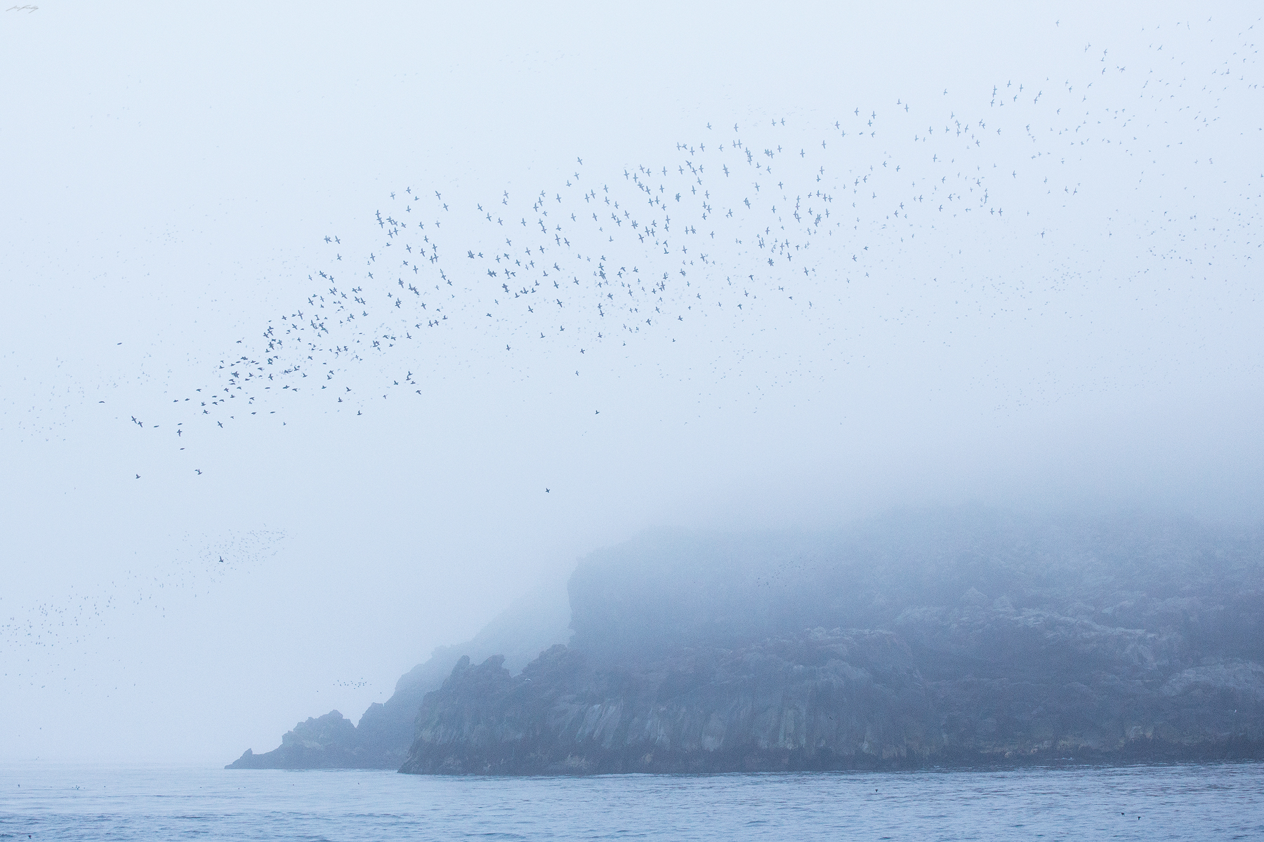 A massive flock, mostly consisting of Crested and Least Auklets lifts off a coastal rock formation on Kiska Island. Two explosive eruptions in the mid 1960's released large lava flows, the cooled rock of which is now occupied by millions of nesting seabirds each spring. 