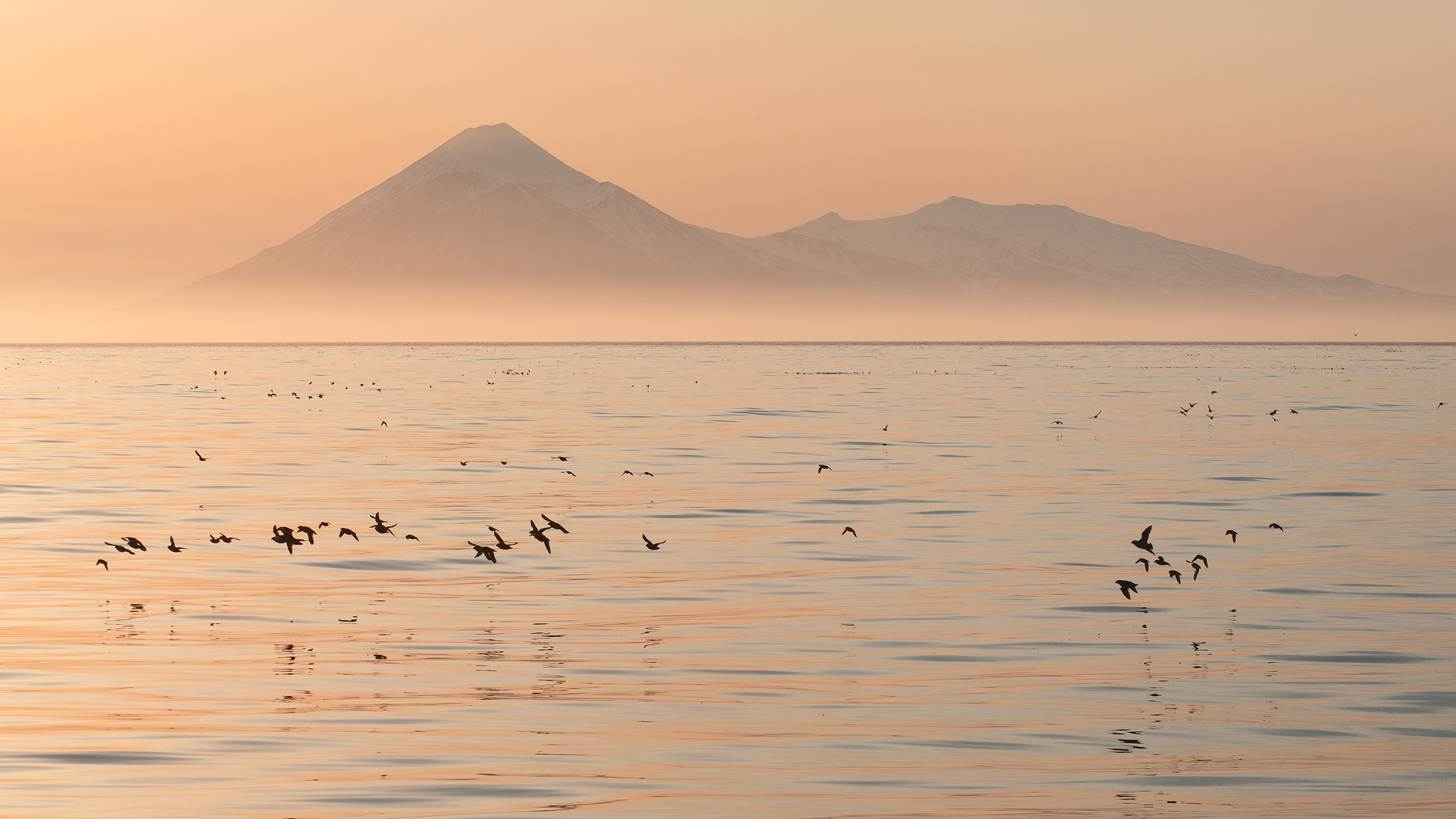 Crested Auklets travelling to offshore foraging sites, just after sunrise. Beyond, 1800m Tanaga Volcano rises up from the mist.