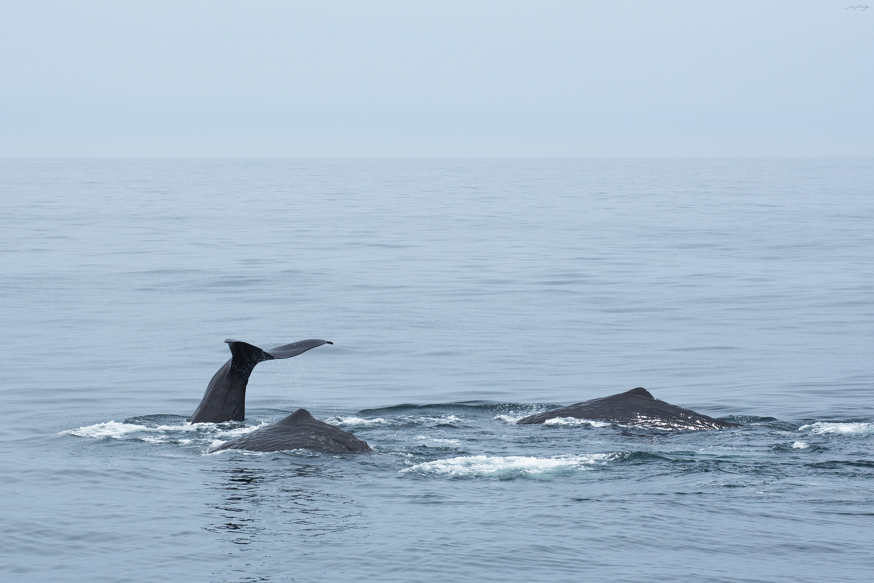 Sperm Whales