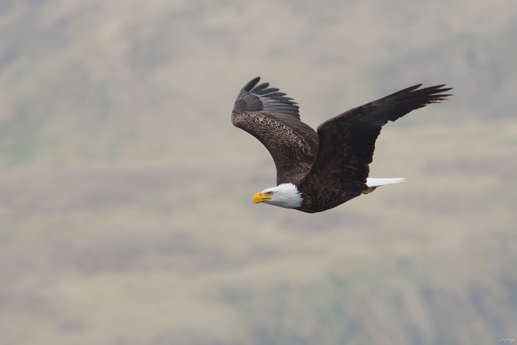 Bald Eagle