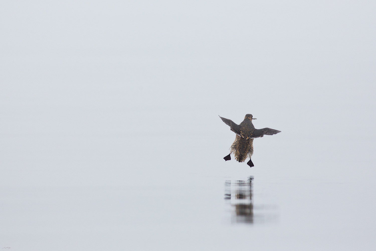 With a sand lance in it's grasp, one of the world's most endangered seabirds prepares to land on the calm waters of a sheltered bay. Until quite recently, it wasn't known where Kittlitz's Murrelets go to breed. Efforts by ornithologists revealed that females lay a single egg on the precipitous, rocky slopes of tall mountains in very limited areas of Alaska and Siberia. Once nestlings reach fledging weight, they make their way down to the ocean - some believe they clumsily fly, others believe they travel down rivers. 