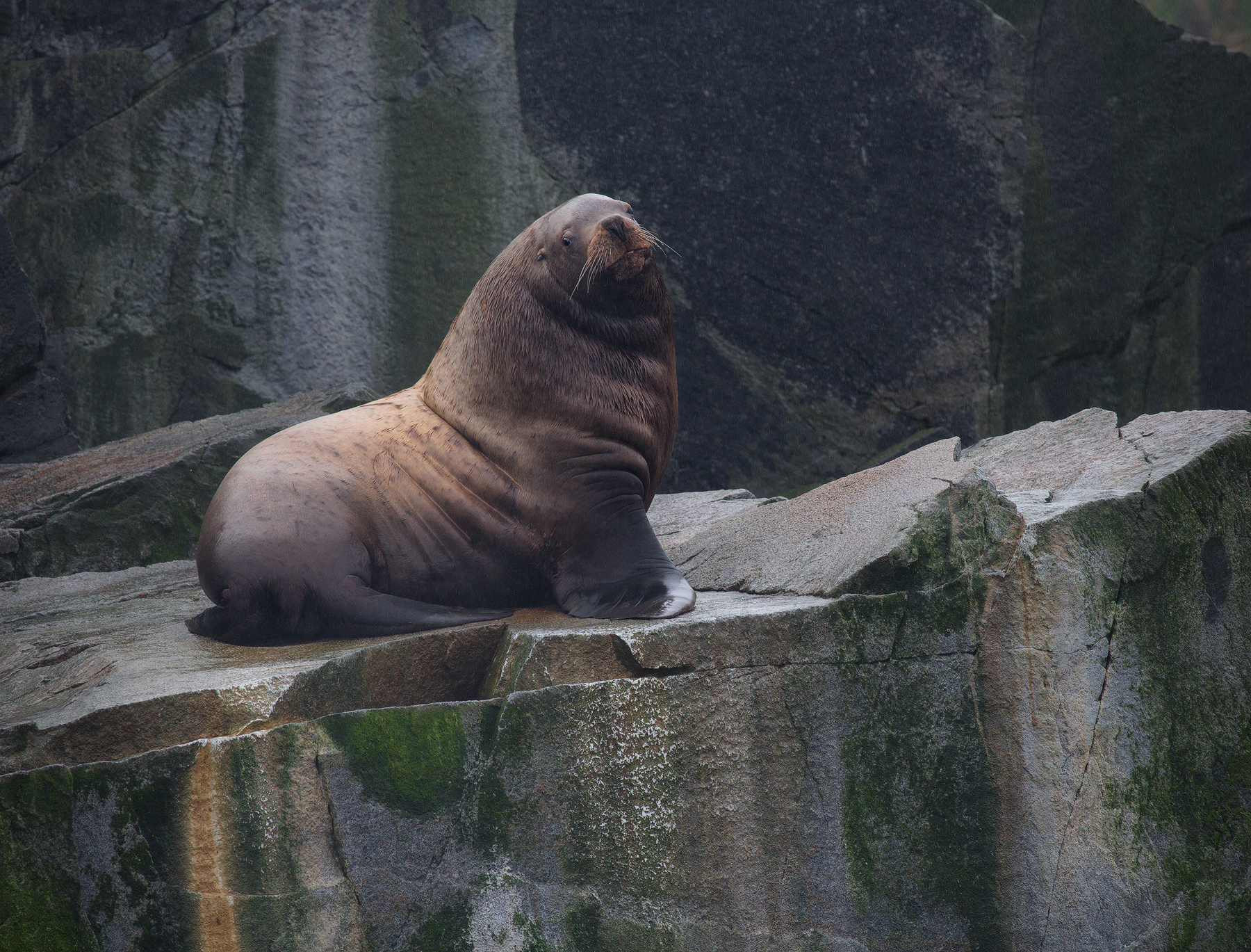 Steller Sea Lion, Alaska, USA