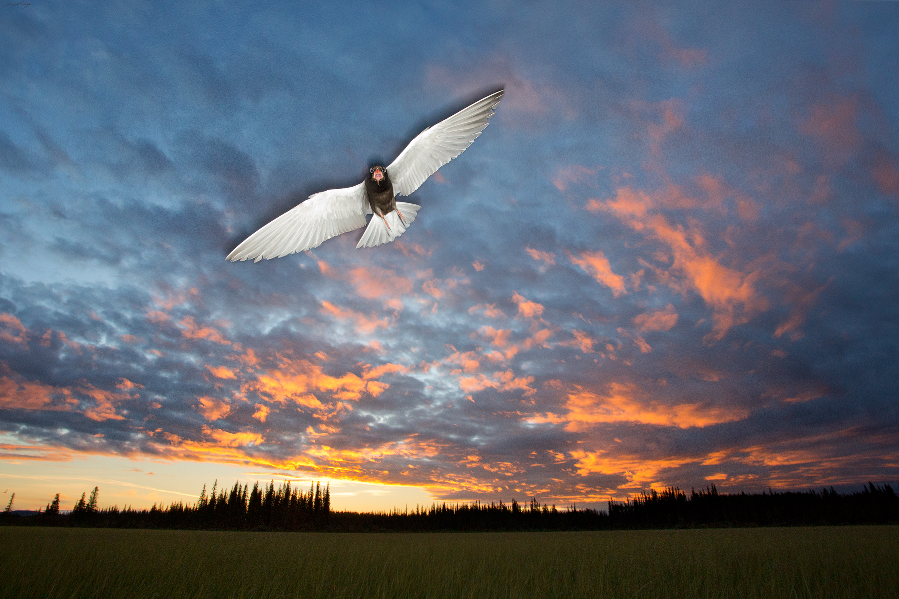 Black Tern, British Columbia, Canada