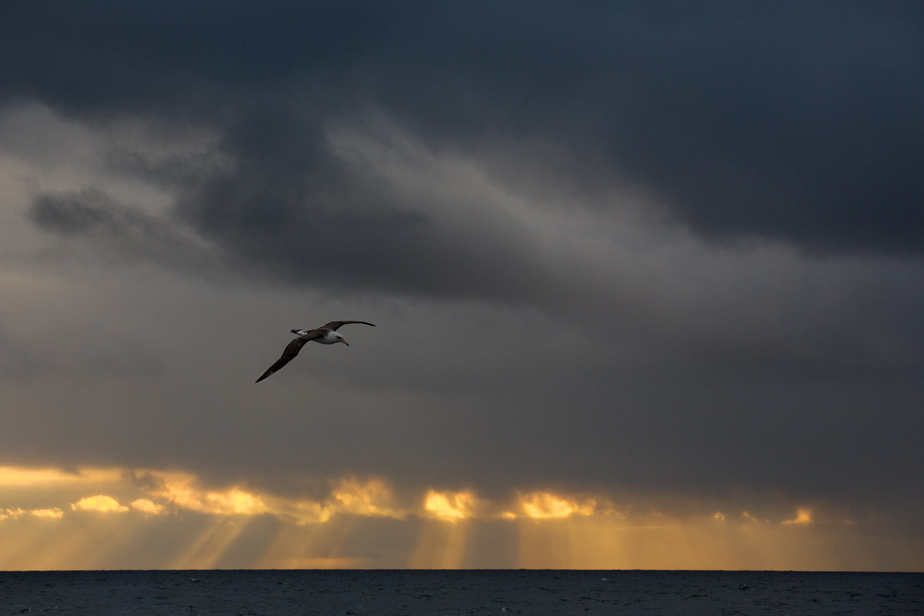 Laysan Albatross, Bering Sea, USA