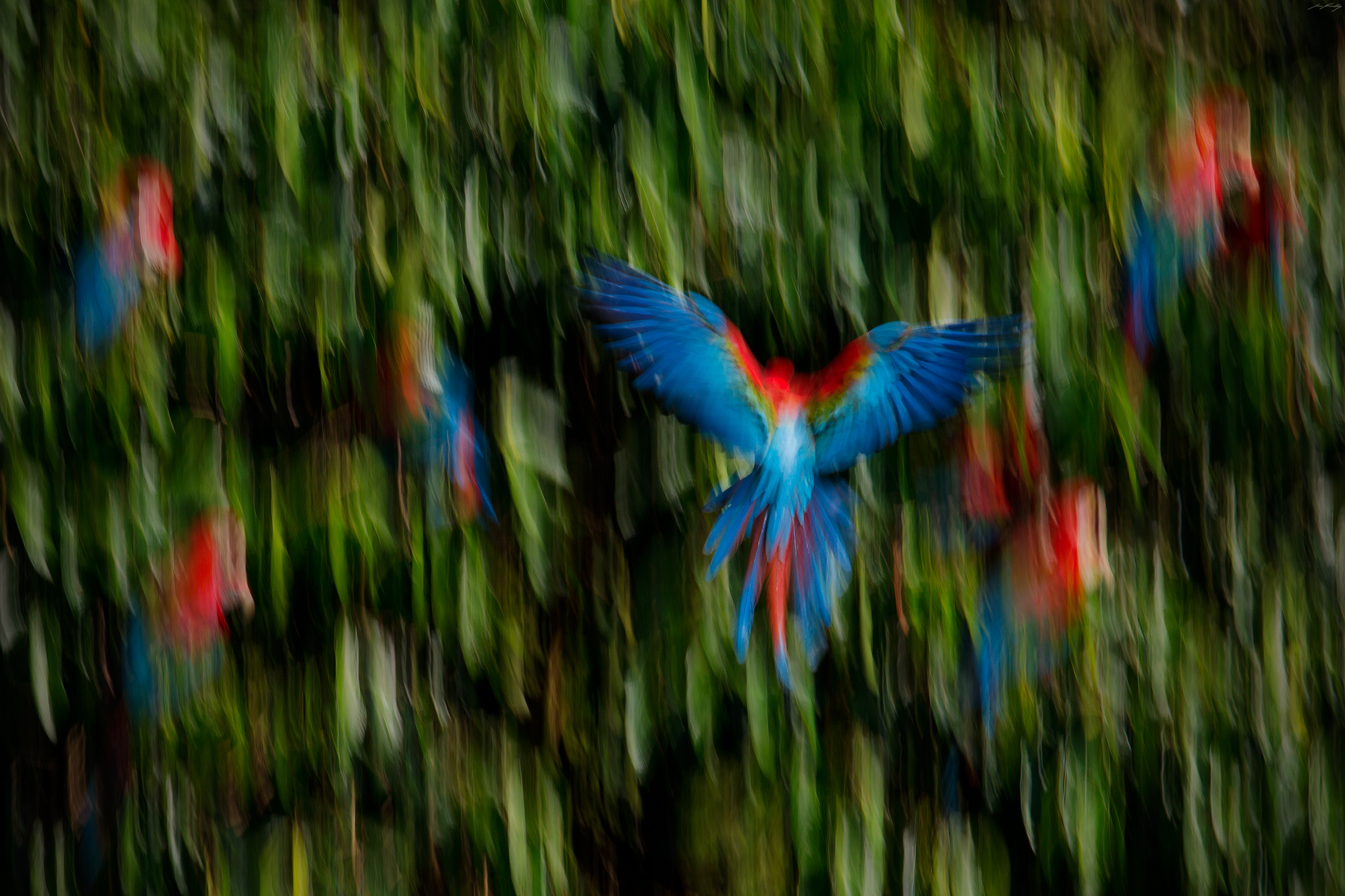 Red-and-Green Macaws, Peru
