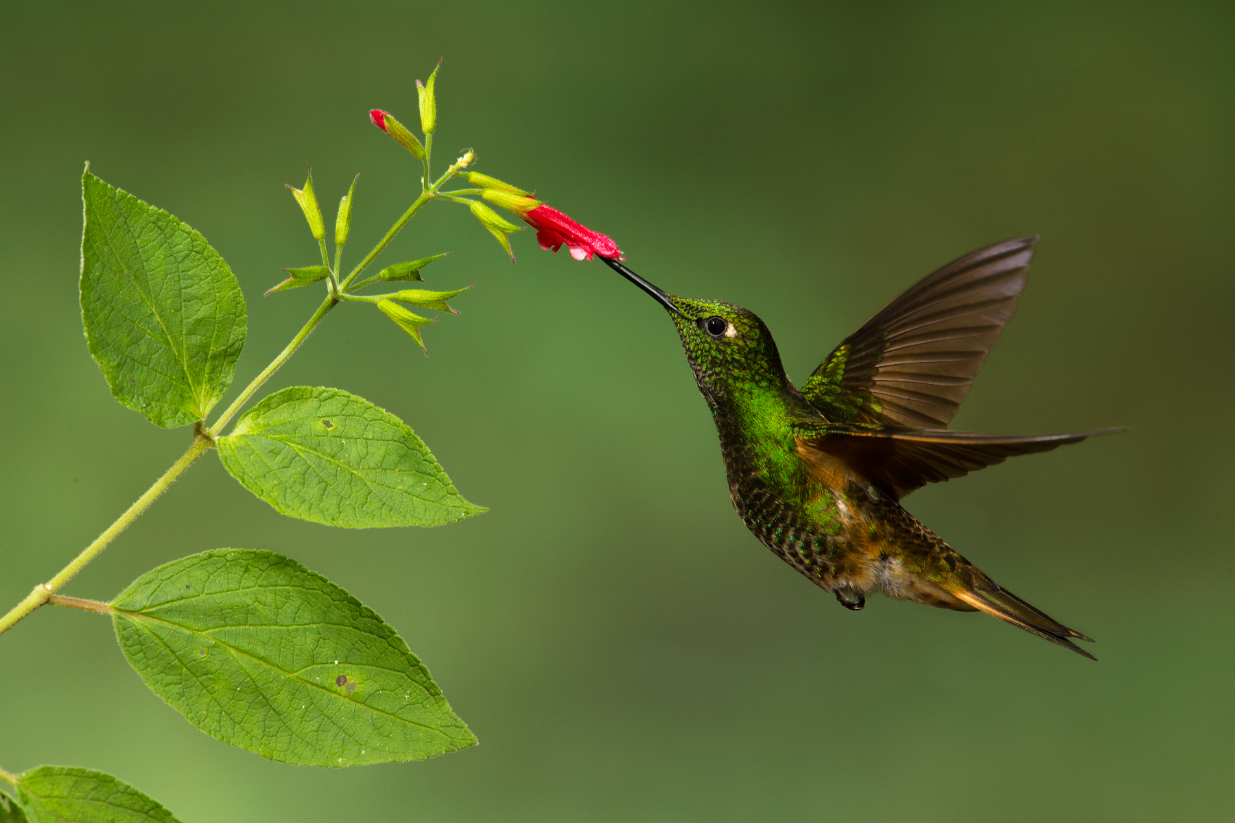 Buff-tailed Coronet, Ecuador