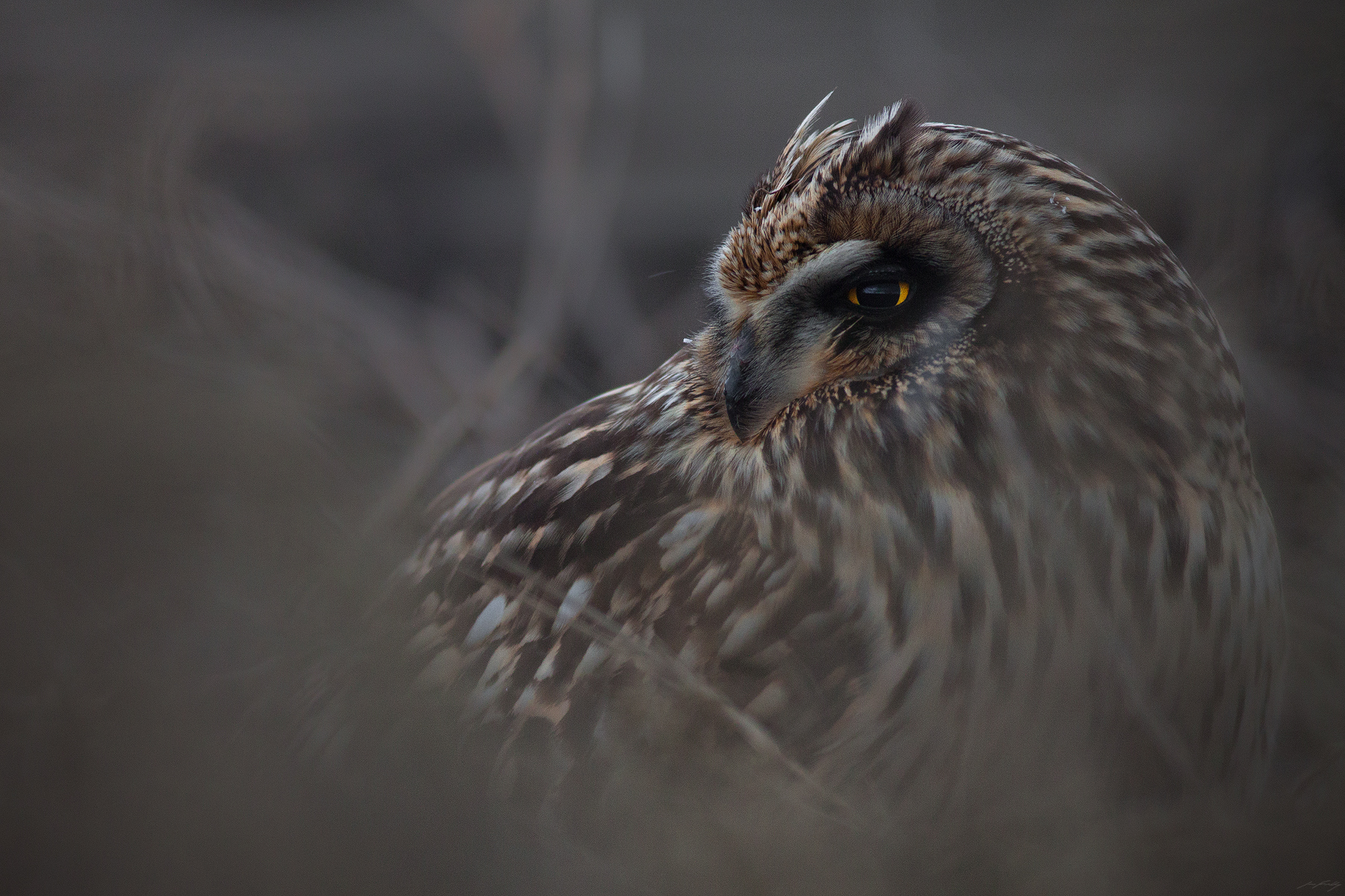 Short-eared Owl, British Columbia, Canada