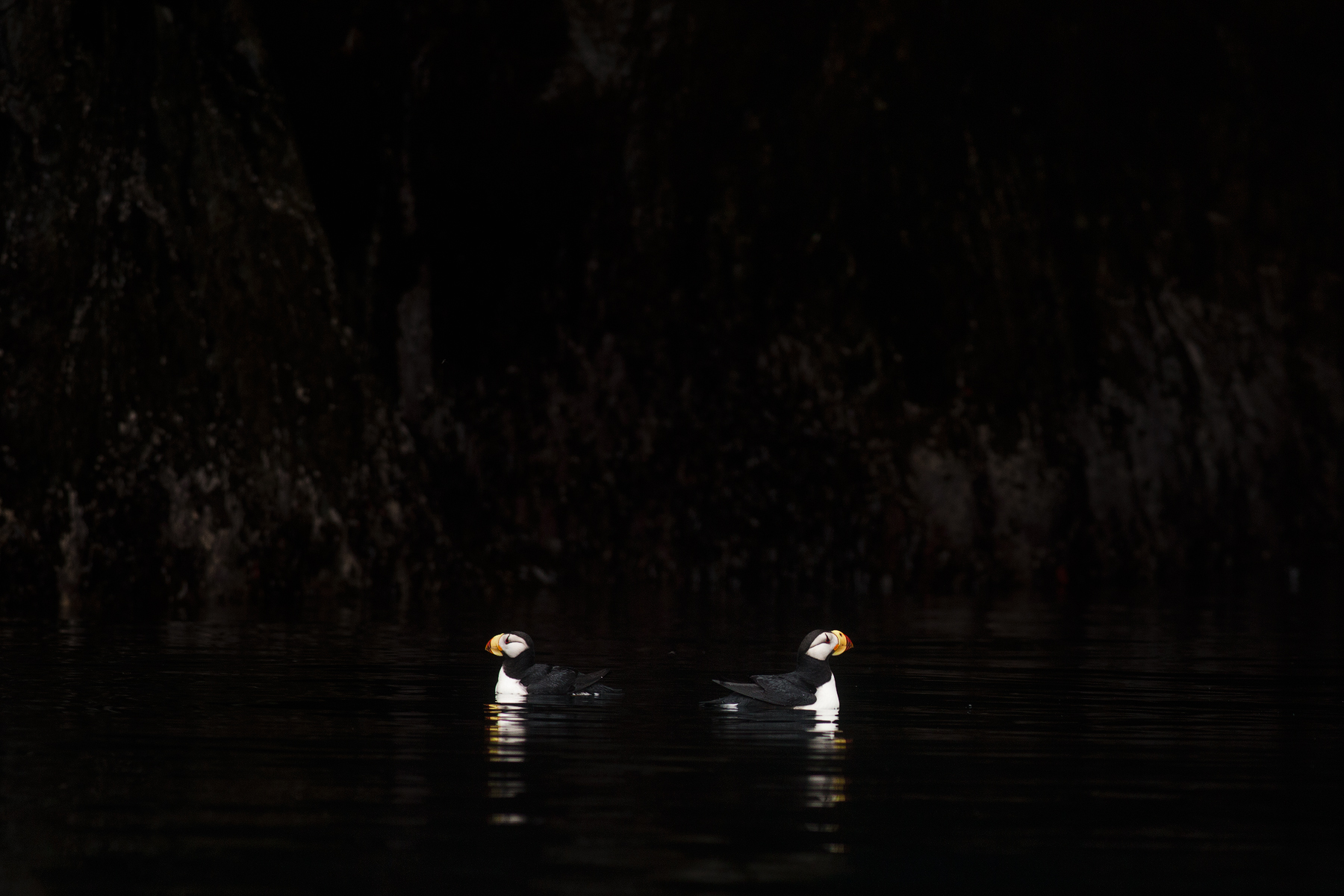 Horned Puffins, Aleutian Islands, Alaska, USA