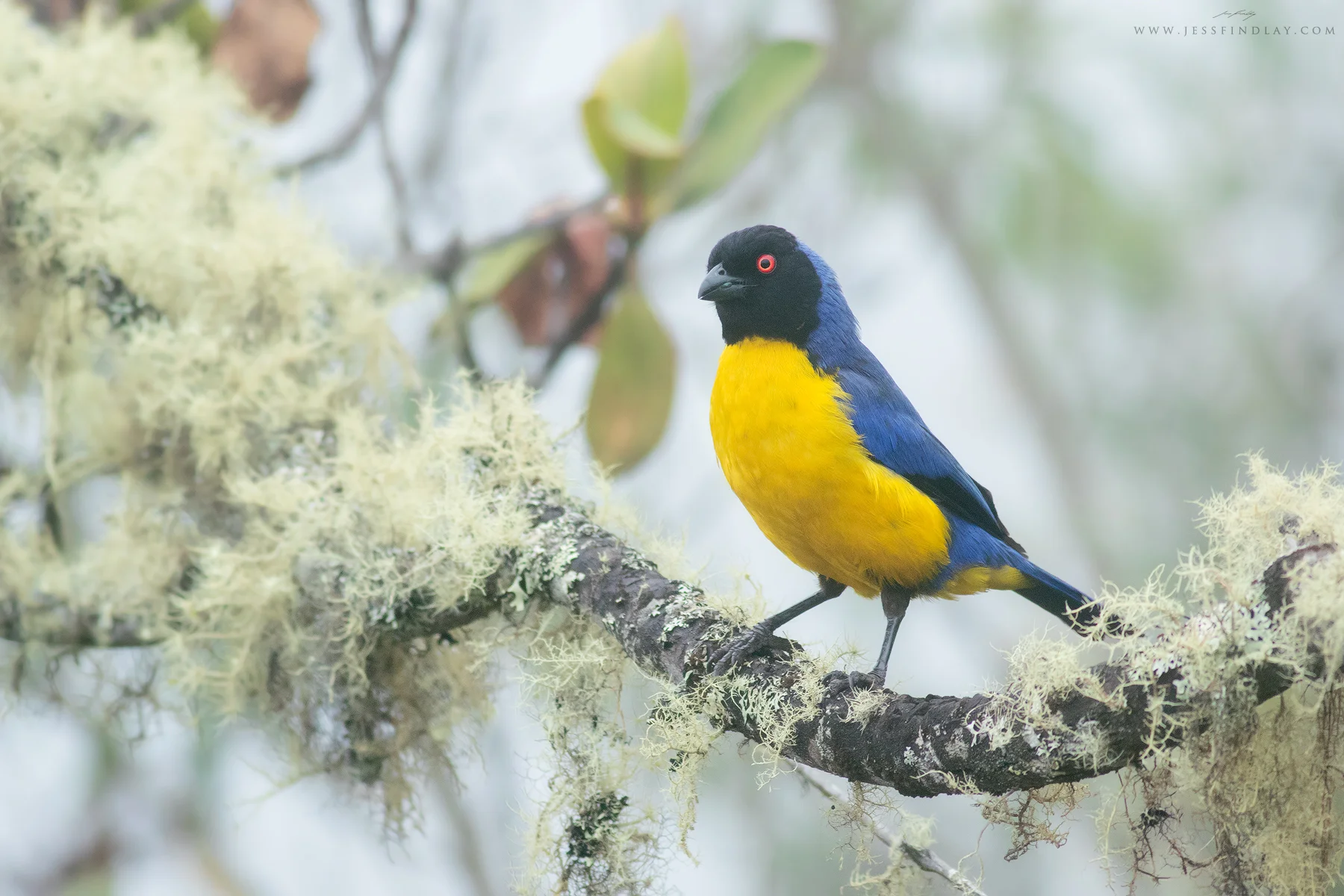 A Hooded Mountain Tanager perched on a moss-laden branch.