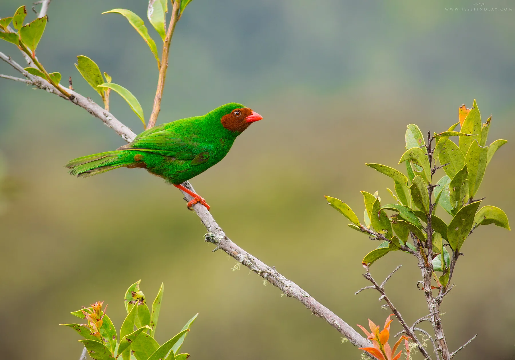 A Grass Green Tanager poses momentarily.