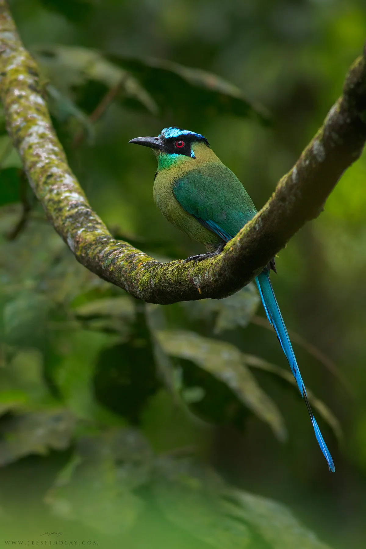 A shy Andean Motmot perched on a vine.