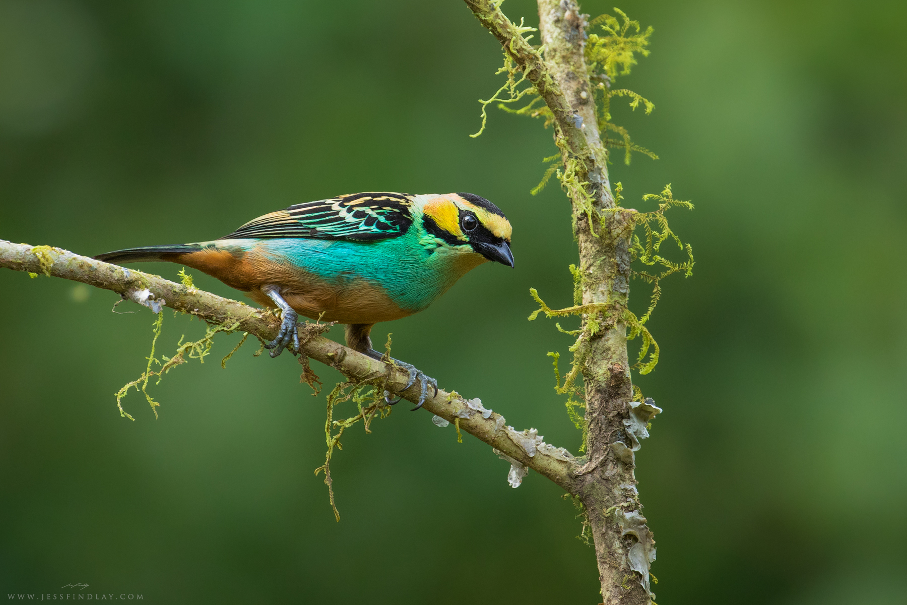 A stunning Golden-eared Tanager.