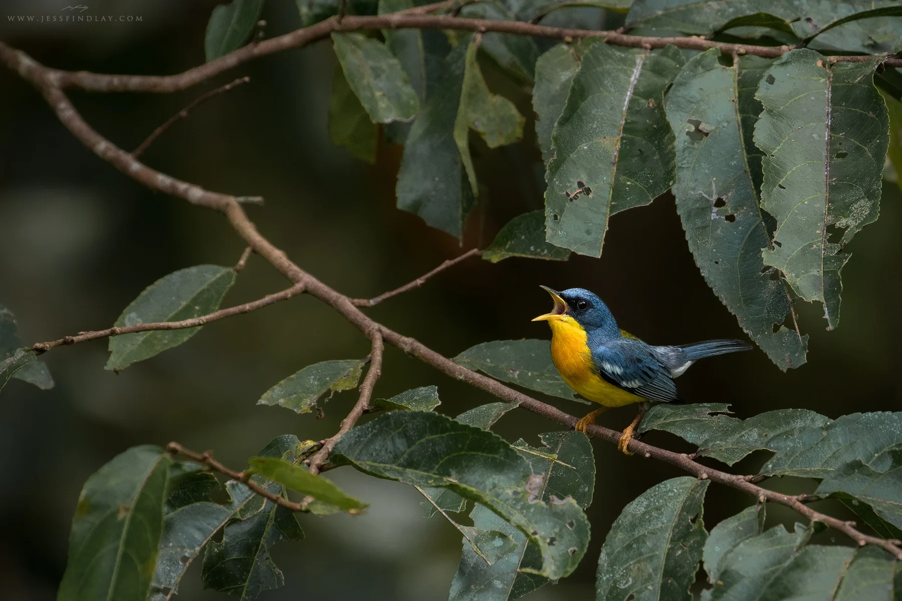 A tiny, vibrant Tropical Parula sings out emphatically from the forest.