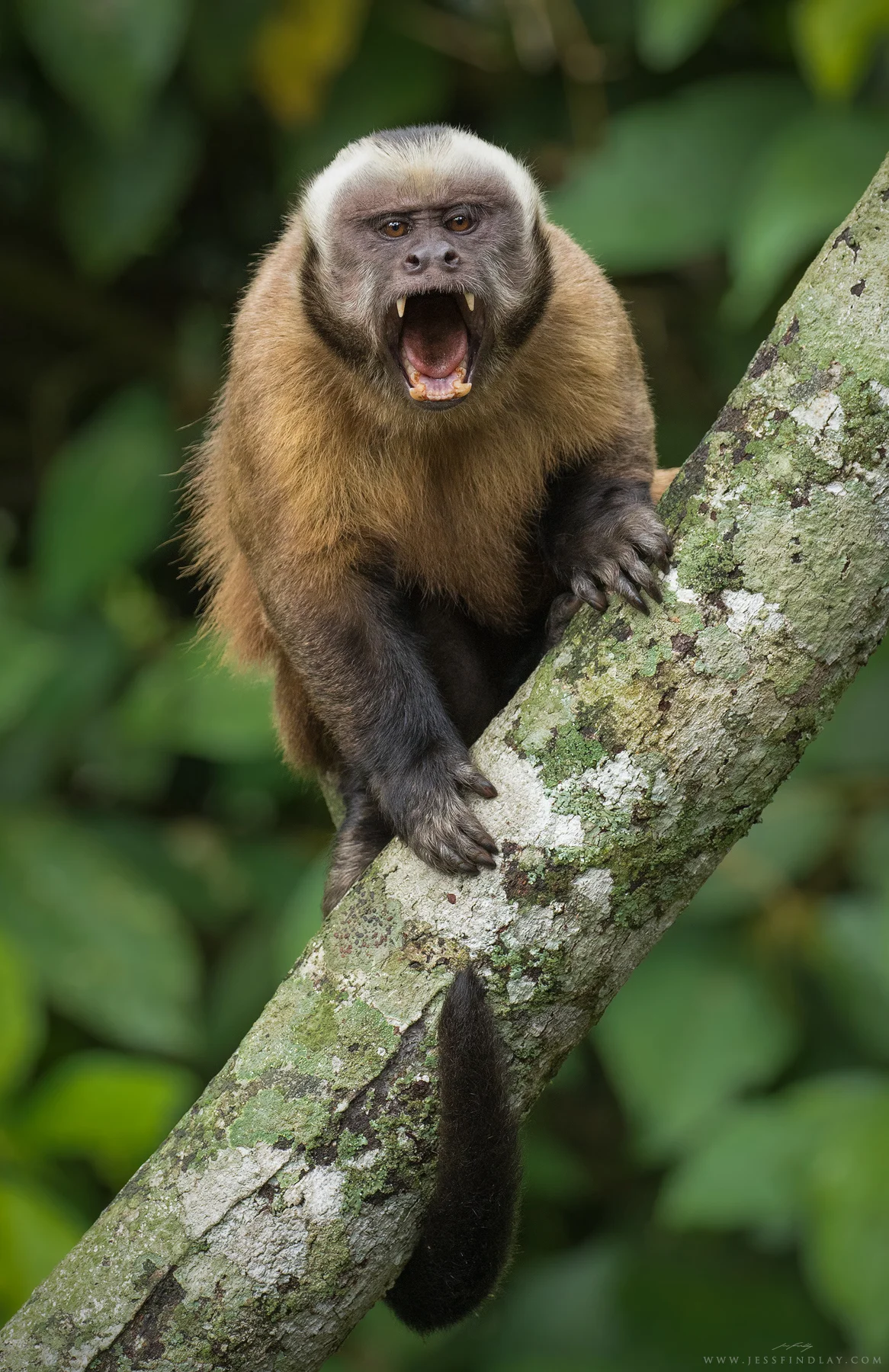 A Tufted Capuchin shows off its impressive canine teeth.