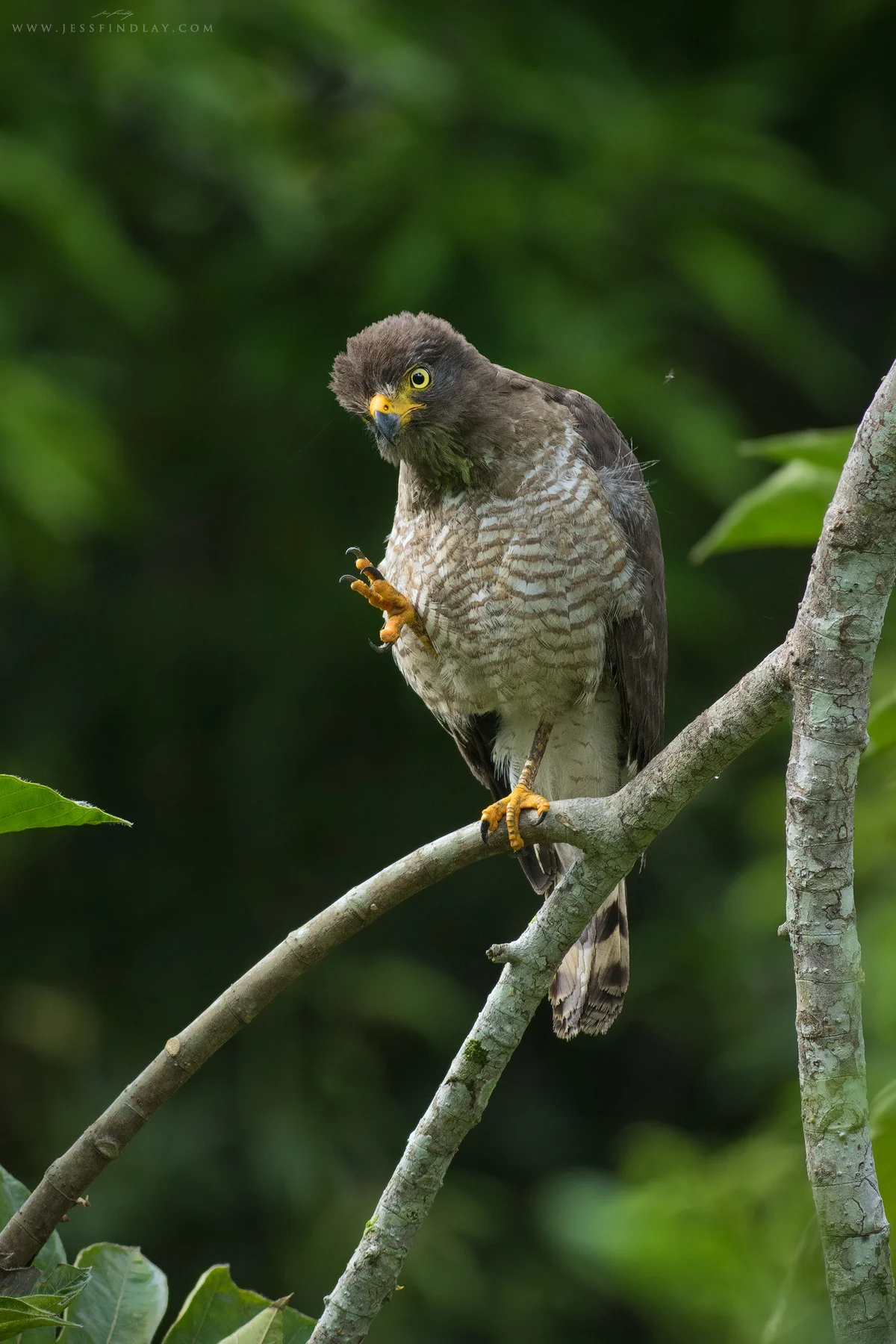 A Roadside Hawk in the middle of preening and scratching after a torrential downpour.
