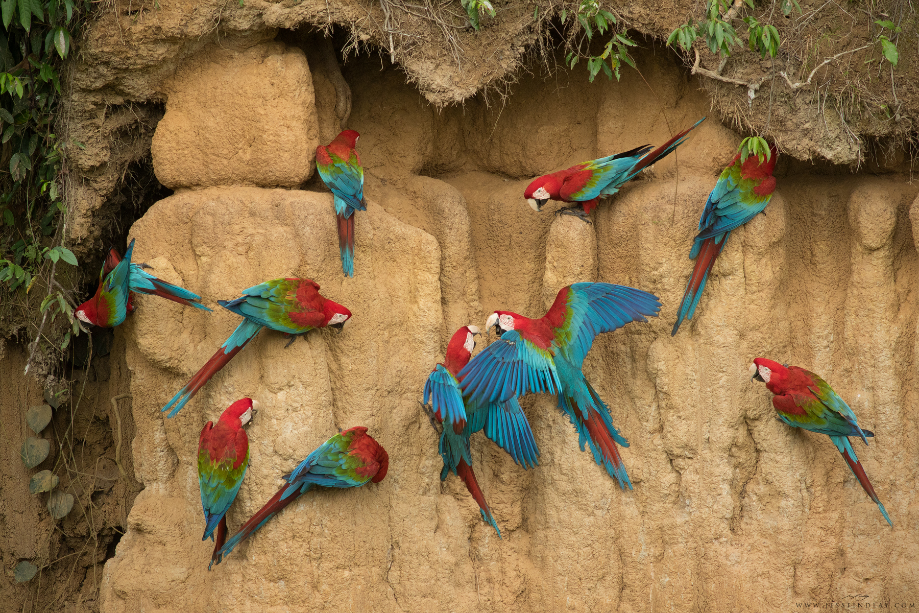 A group of Red-and-Green Macaws feed on mineral-rich clay to aid in the digestion of toxic seeds and fruit.