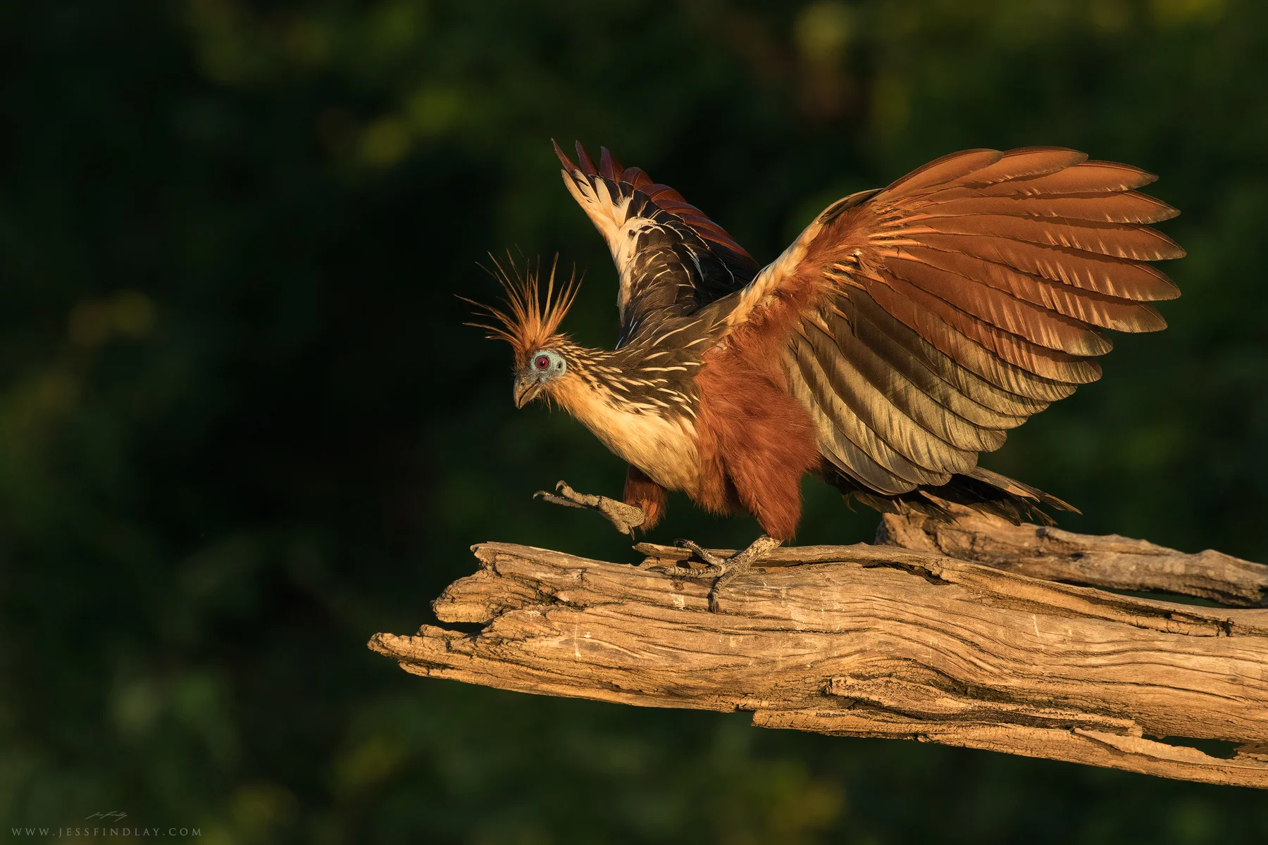 A Hoatzin struts along a fallen tree in evening light.