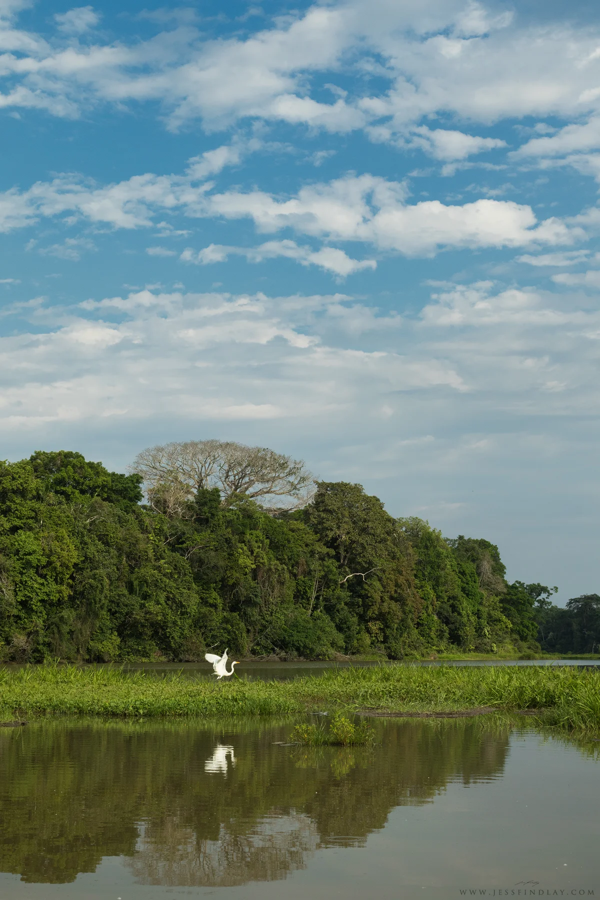 A Great Egret takes off from a marshy island in a large oxbow lake.