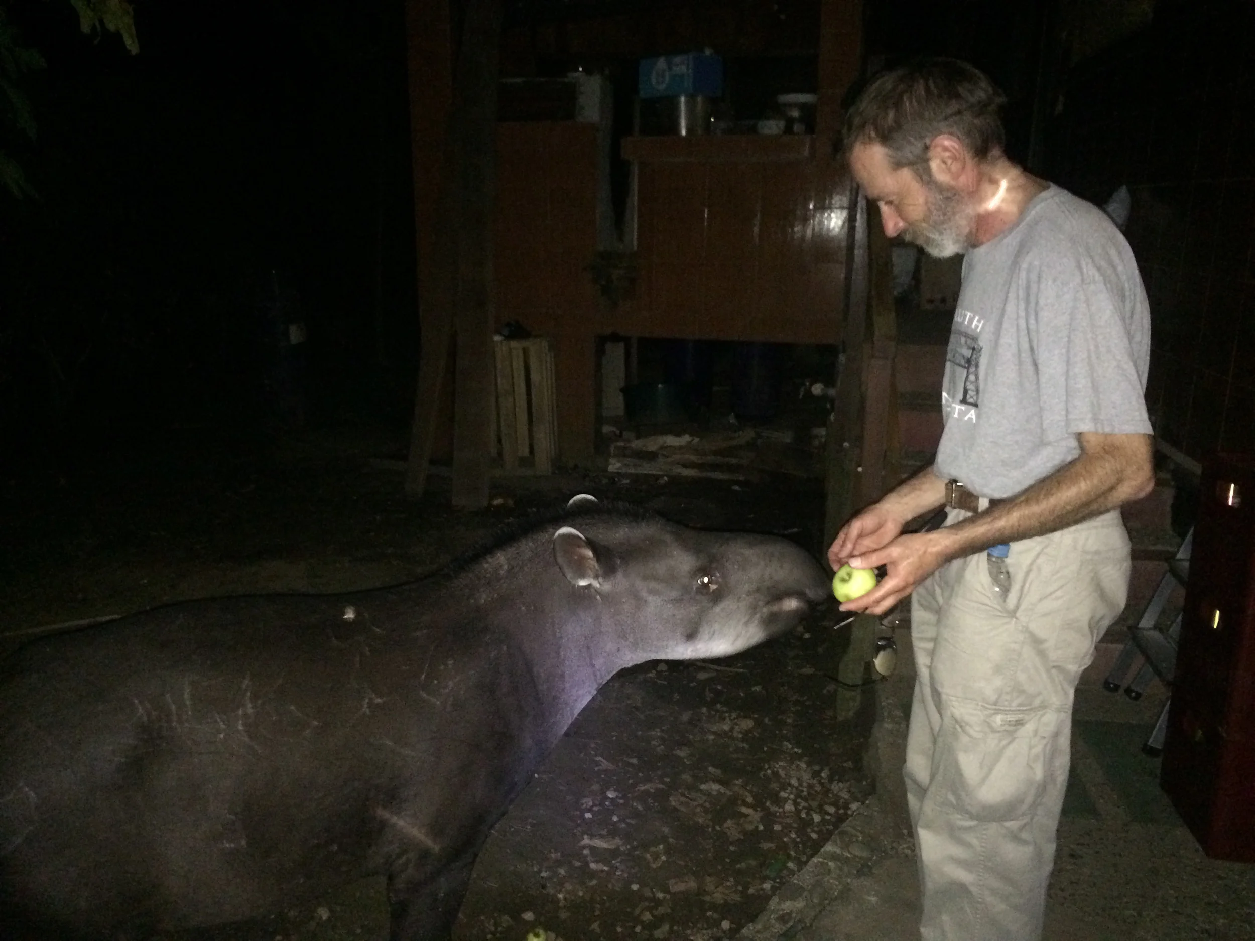 David offers an apple to a friendly Tapir. Take a look at the jaguar attack scar on its right shoulder!