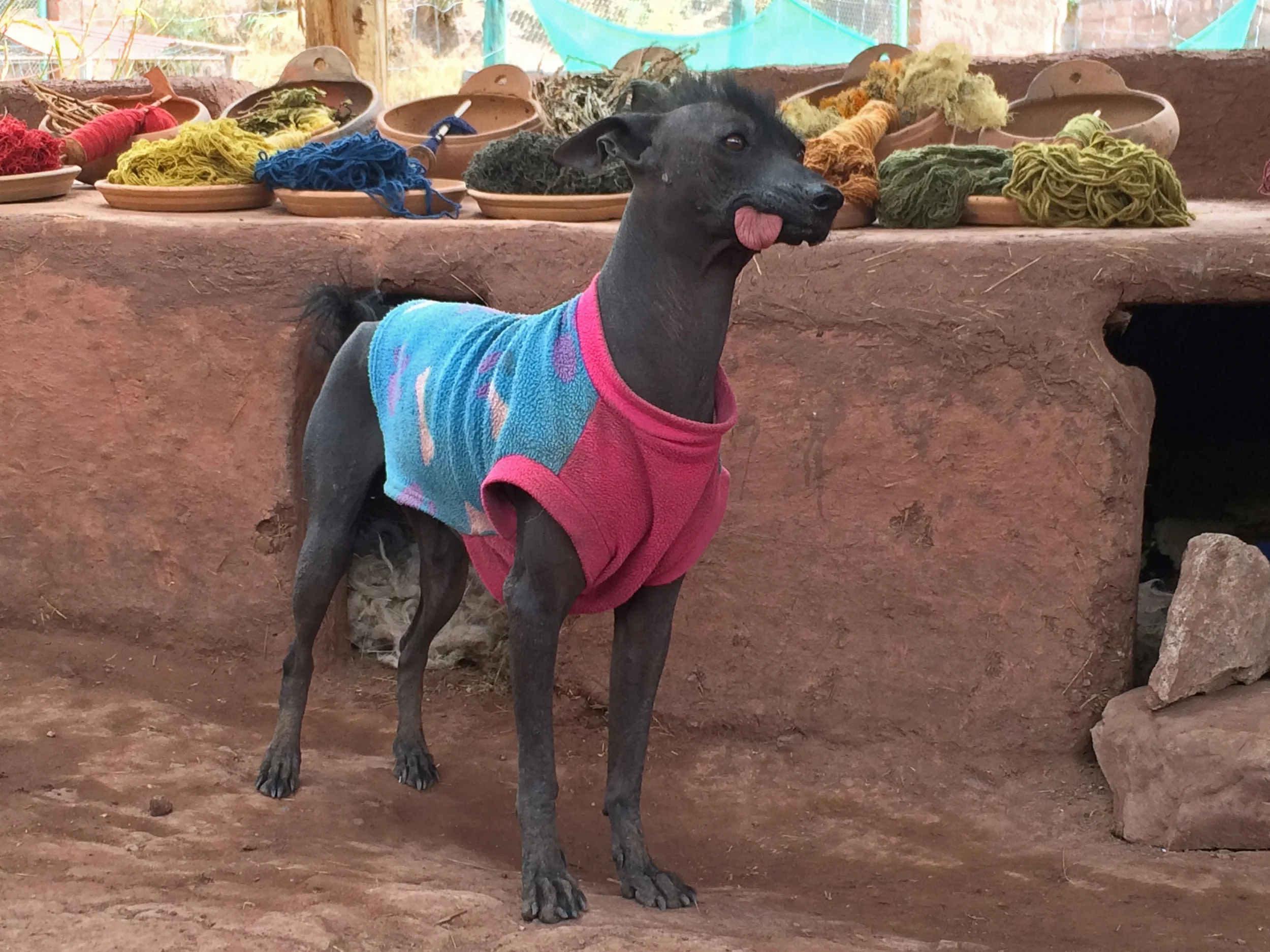 A Peruvian Hairless Dog seen along the way. Ugly or cute? I still have no idea...