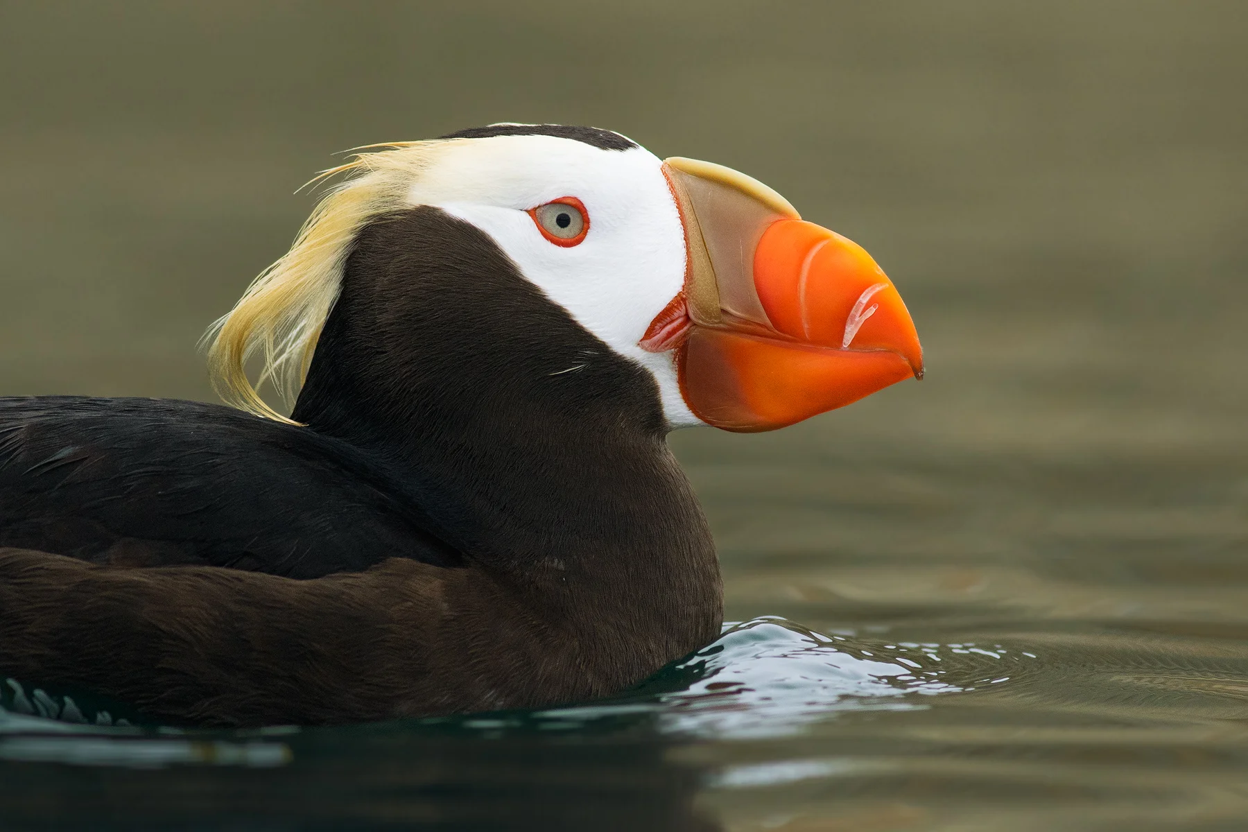 Tufted Puffin Strait of Juan de Fuca, Washington, USA This closeup photograph of a Tufted Puffin was taken from a kayak in the Strait of Juan de Fuca - the water which separates British Columbia's Vancouver Island and Washington's Olympic Peninsula. Very small remnant breeding populations are still holding on isolated islands in this region. During this shoot, young Harbour Seals became very interested in my friend's and my kayaks, even nibbling on the rudders.