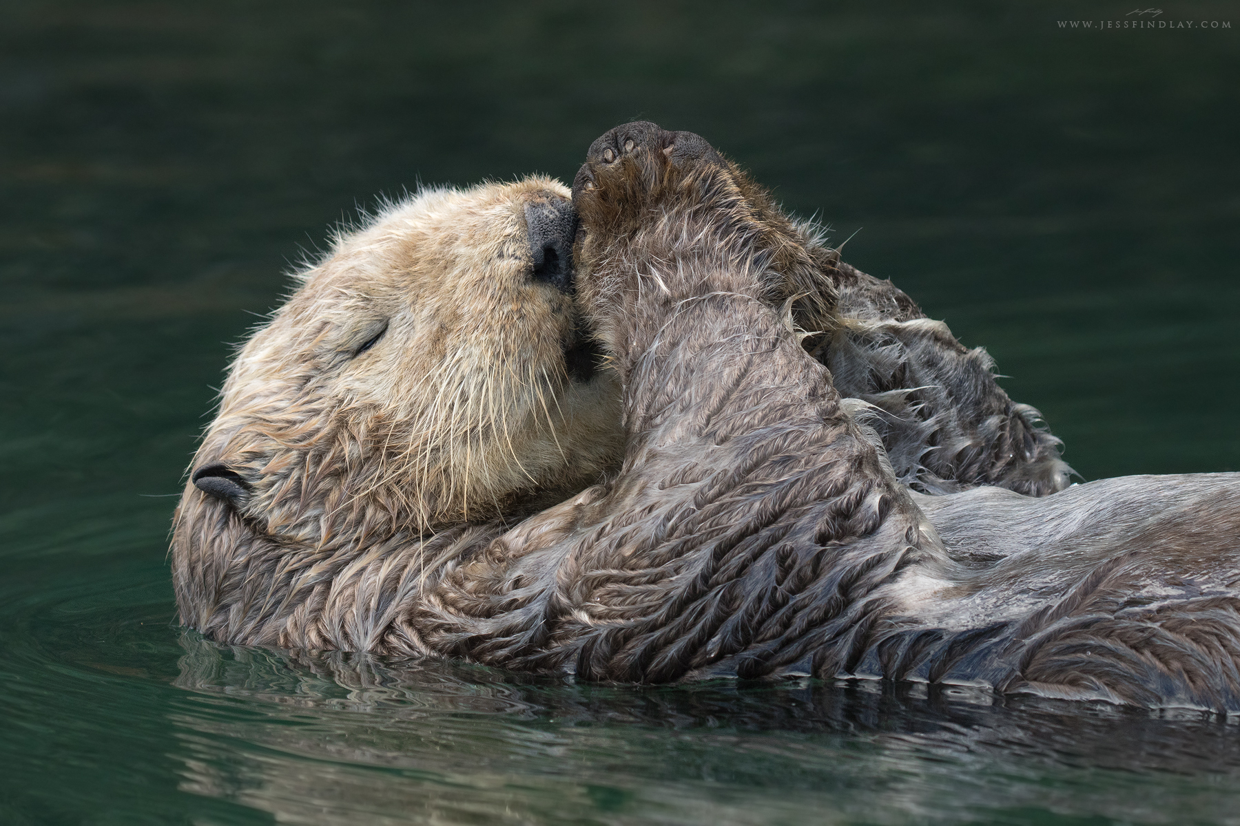 Sea Otter Kenai Peninsula, Alaska, USA Tired from an hour or so of meticulously cleaning her coat, a female Sea Otter rests, afloat on her back in a secluded cove along the Kenai Peninsula of Alaska. Having little to no fat reserves, it's critical that Sea Otters keep their fur in good condition in order for them to stay waterproof and insulated from the chill of the North Pacific.