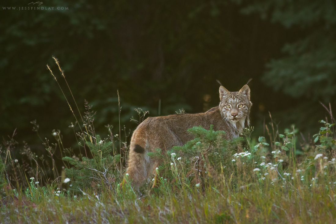 Canada Lynx Manning Provincial Park, British Columbia, Canada This summer while scouting for myself and Connor Stefanison's Manning Provincinal Park - Wildlife and Mountain Vistas photo workshop , we had a brief but memorable encounter with one of the continents most elusive mammals - a Canada Lynx. 