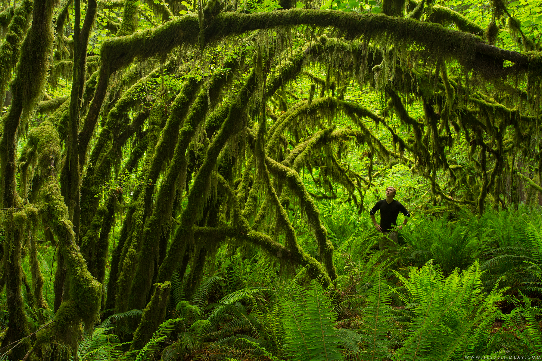 Home Temperate Rainforest, Southwestern British Columbia, Canada The temperate rainforest of the Pacific Northwest is where I've grown up. I think this self-portrait exemplifies my sense of wonder and awe for this environment. This particularly lush area, thick with sword ferns, vine maples and epiphytes, is just a half hour drive from where I live near Vancouver, British Columbia.