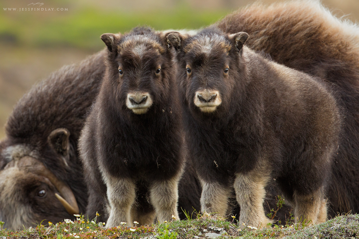 Muskox Calves Seward Peninsula, Alaska, USA Alaska's Seward Peninsula is located just south of the Arctic Circle, a remnant of the Bering land bridge. A trip here in early June to photograph tundra nesting birds was a fantastic experience. Upon closer inspection, the seemingly stark landscape is vibrant and filled with life. In addition to the unique birds, the opportunity to photograph Muskox was a big highlight for me. Two youngsters investigate me while their mother grazes nearby.