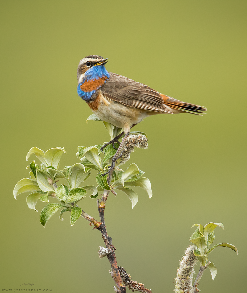Bluethroat Seward Peninsula, Alaska, USA One of the most sought after Alaskan birds - the Bluethroat. This subspecies of gorgeous songbird winters in Southeast Asia; migrating northward, crossing the Bering Sea to reach its breeding grounds in river valleys in the state's far north. Despite their bright colours, locating these guys can be challenging. First, myself and Glenn Bartley listened for their songs and scanned the sky above their preferred habitat of large swaths of dense willows shrubs where they make display flights. After tracking down this male, we observed for quite some time in order to determine his favourite singing perches. Using camouflage blinds as not to disturb him, we set up nearby and were able to get some closeup shots. Seward Peninsula, Alaska.