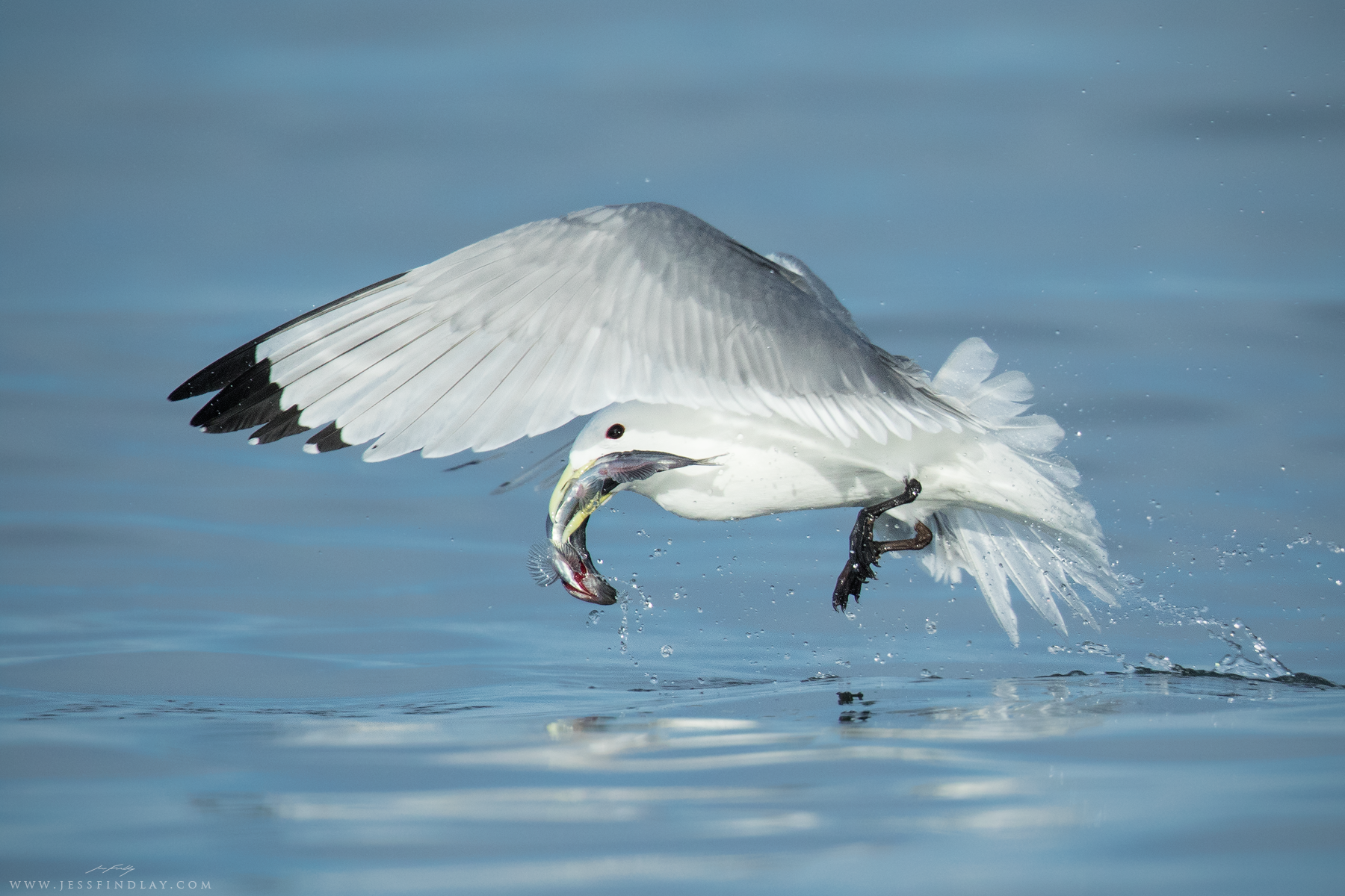 Black-legged Kittiwake with Capelin Bering Sea, Seward Peninsula, Alaska, USA During a trip to Alaska, a Capelin spawn on the shores of the Bering Sea attracted large numbers of seabirds, particularly Black-legged Kittiwakes. Sitting on the shore with the sun at my back, I took a few hundred frames as the schools of baitfish were subjected to a barrage of attacks from above. Often times when Kittiwakes would make a successful dive, Jaegers and Glaucous Gulls would steal their prize before they could swallow it. 