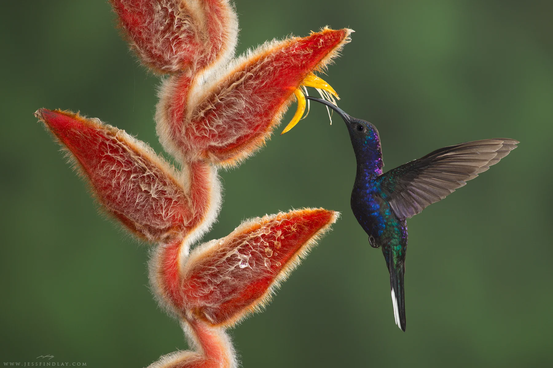 Violet Sabrewing Caribbean Lowlands, Costa Rica The first time I saw a Violet Sabrewing, one of the world's largest hummingbirds, I knew I wanted to get a great photo of one! This year, during my first trip to Costa Rica, I had the opportunity to photograph this species visiting beautiful heliconia flowers. An amazing example of coevolution - some species of hummingbirds have bills that match the sharply curved flowers of certain plants, as seen here. This symbiosis allows the hummingbird to draw out more nectar, and for the plant to be pollinated more effectively.
