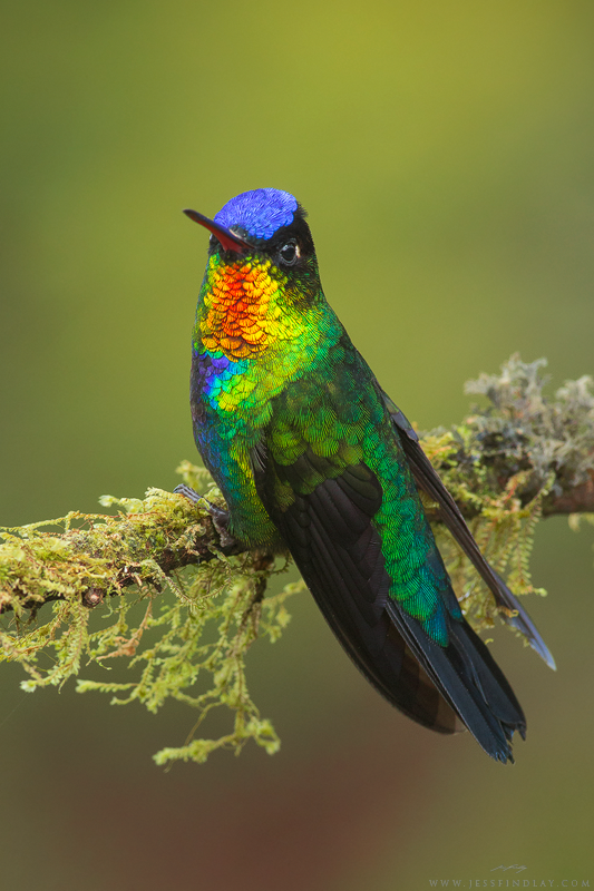 Rainbow Hummingbird 