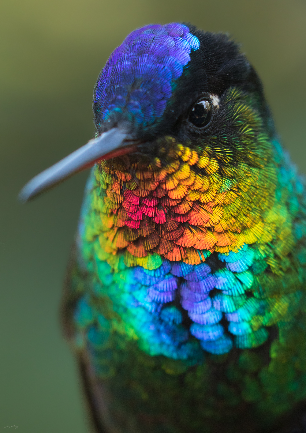 Fiery-throated Hummingbird, Costa Rica