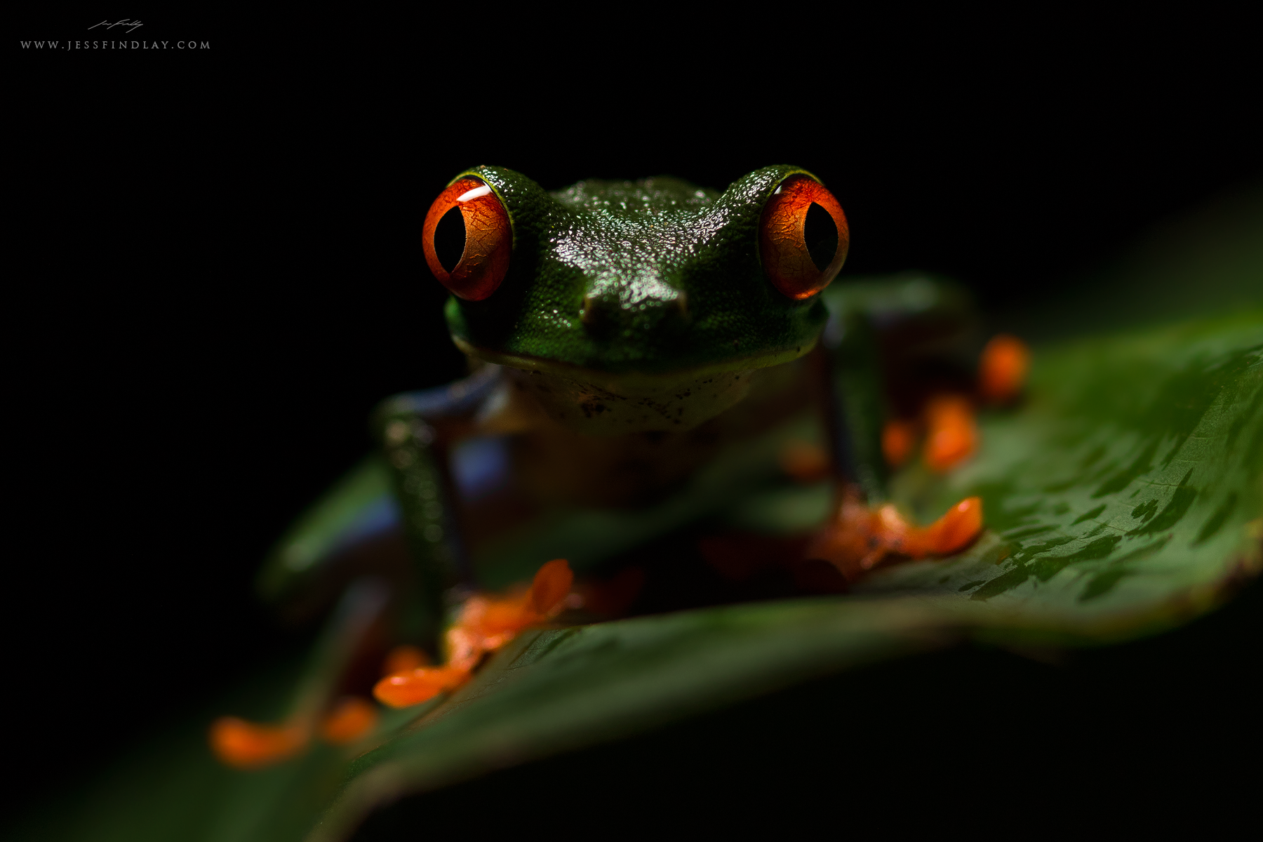 A Red-eyed Tree Frog's massive eyes and feet stand out in the dark of night in Costa Rica's Caribbean lowland rainforest. 