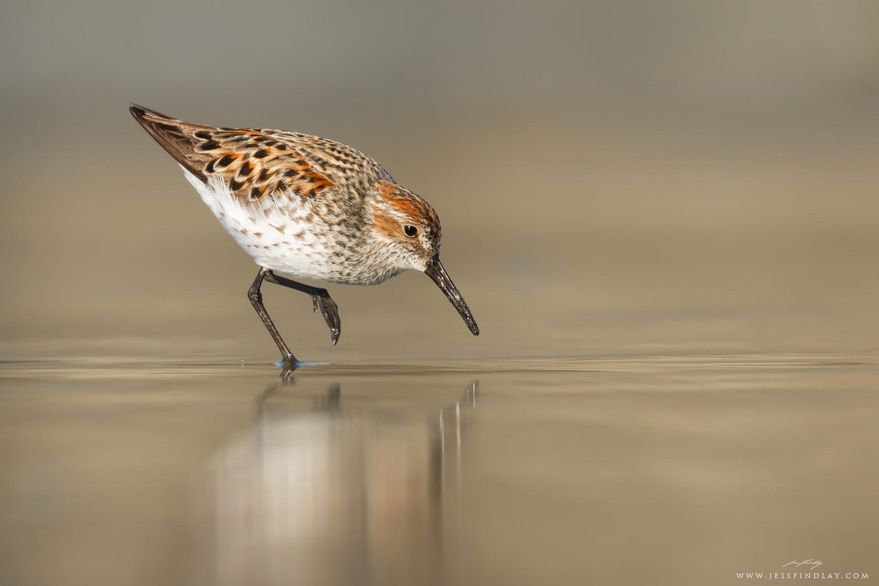 Reflected in the wet sand of a beach in Pacific Rim National Park, British Columbia, a Western Sandpiper forages during its northbound spring migration. 