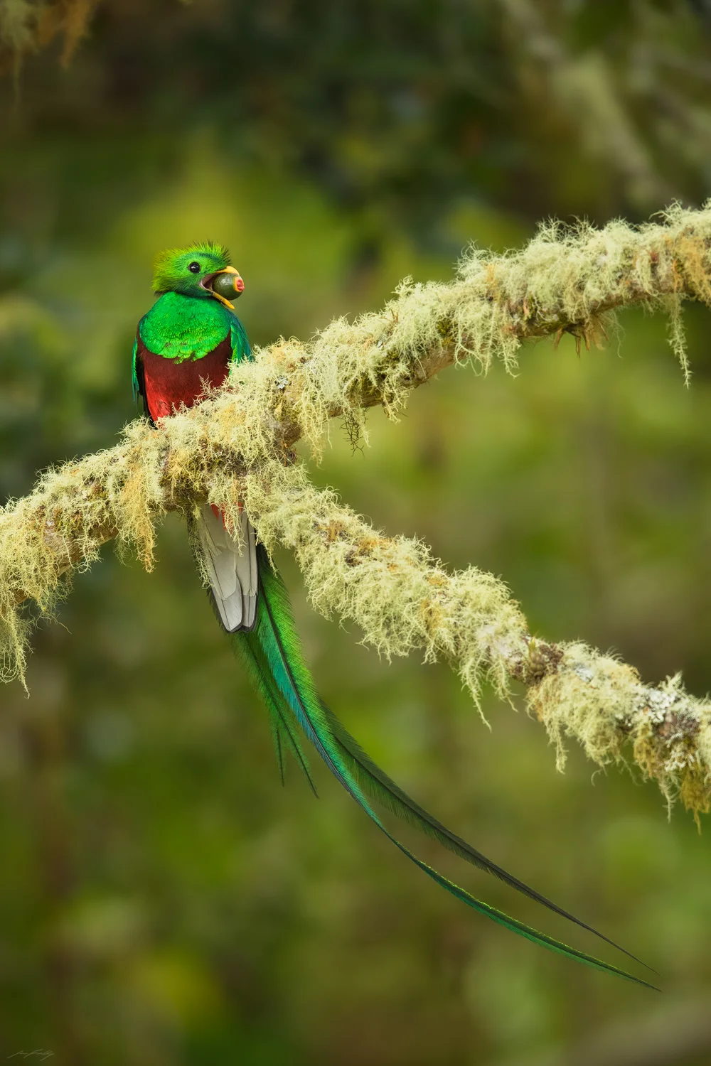 A male Resplendent Quetzal with an aguacatillo fruit. Photographed in the Talamanca Mountains of Costa Rica. 